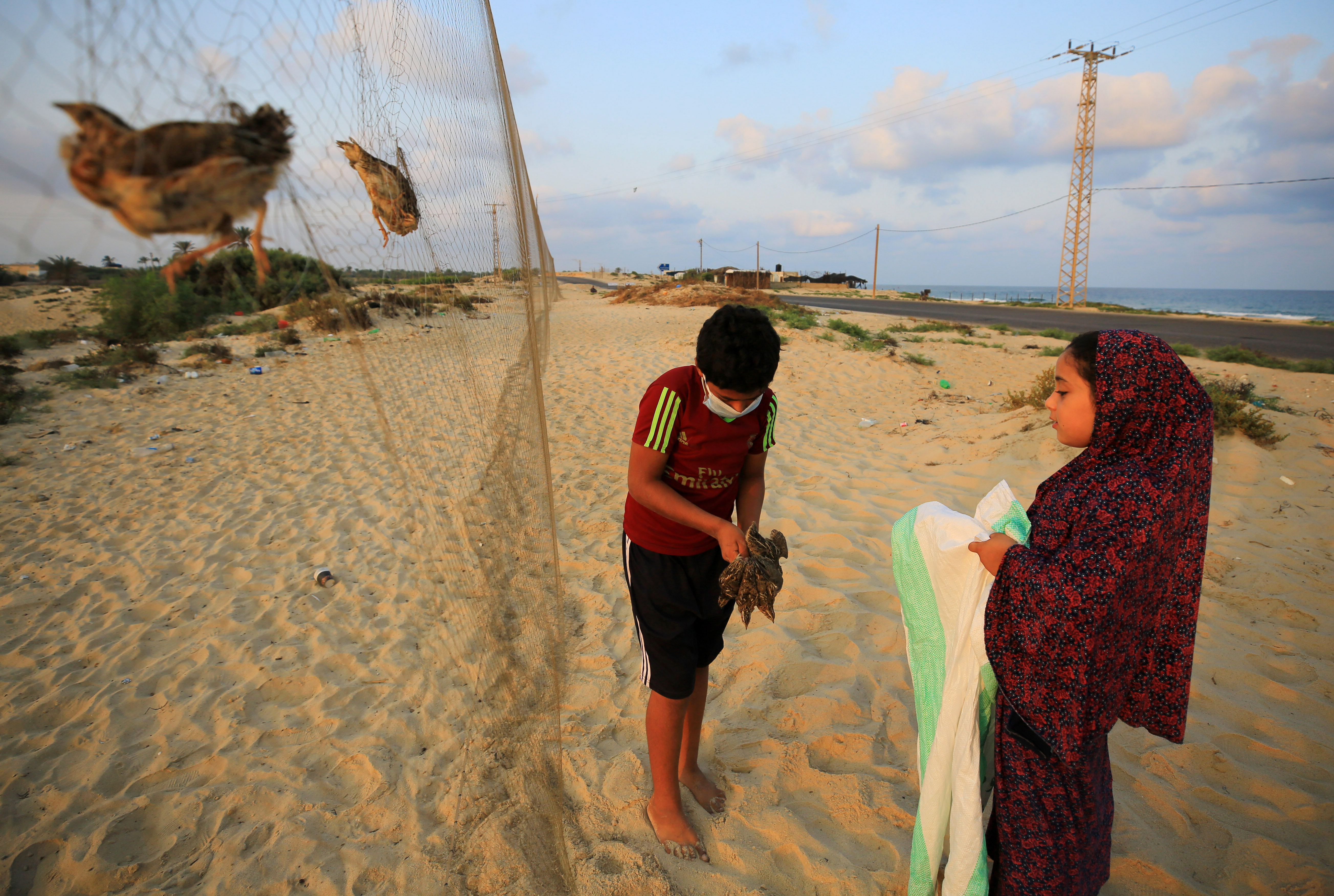 Quail hunters retrieve birds caught along a beach after their long flight from Europe