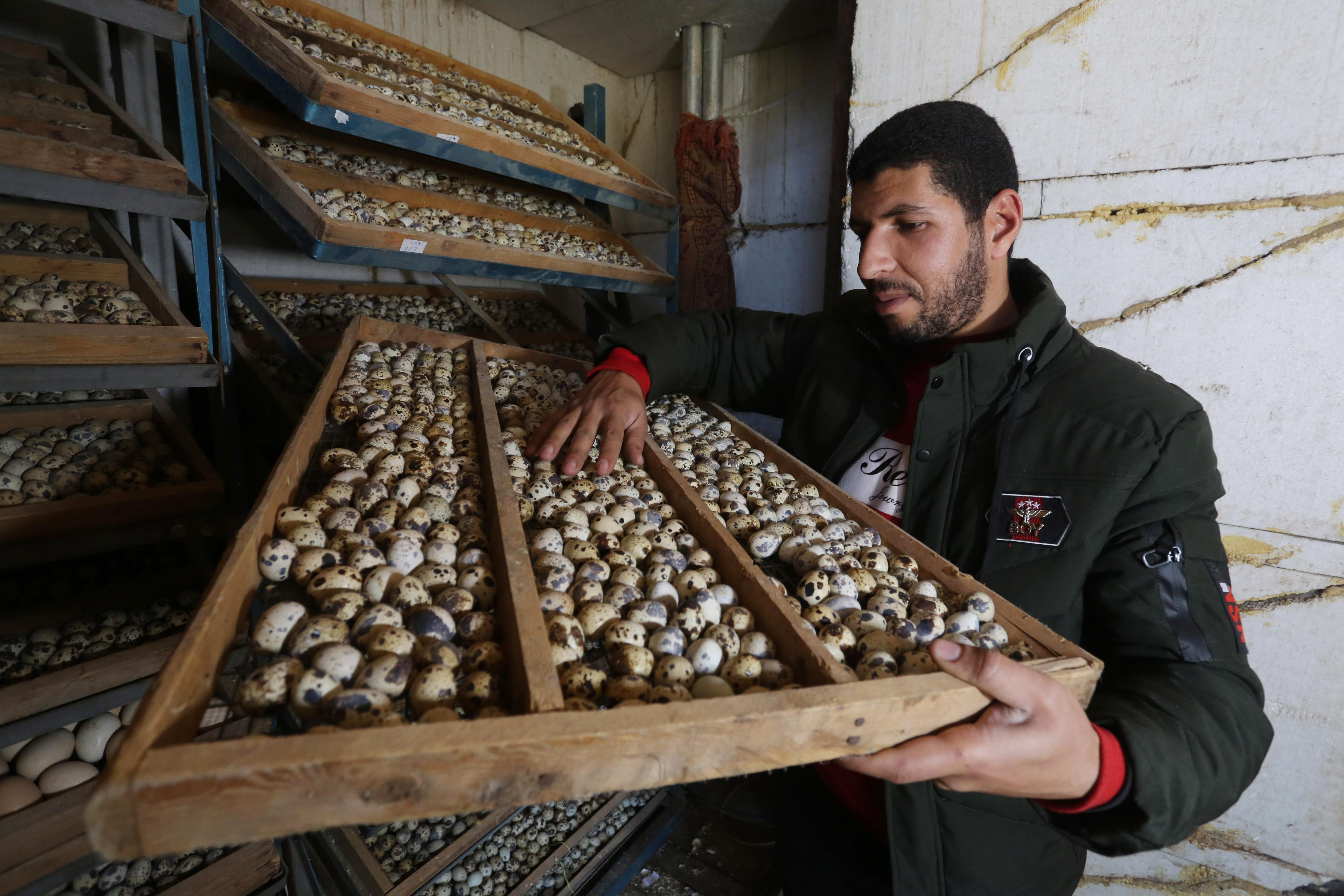 Ibrahim Abu Odeh buys eggs from quail hunters and raises them in a hatchery