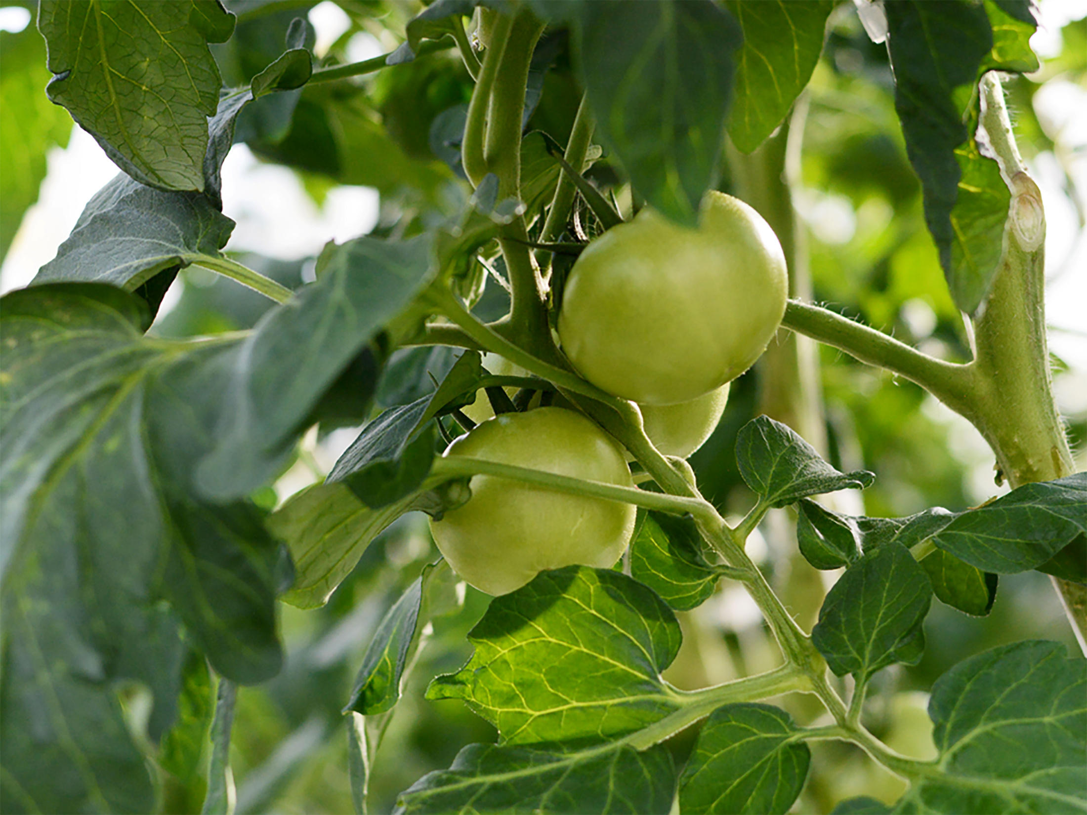 Beefsteak tomatoes grow on the vine amid other tomato plants at AppHarvest’s flagship farm in Morehead, Kentucky