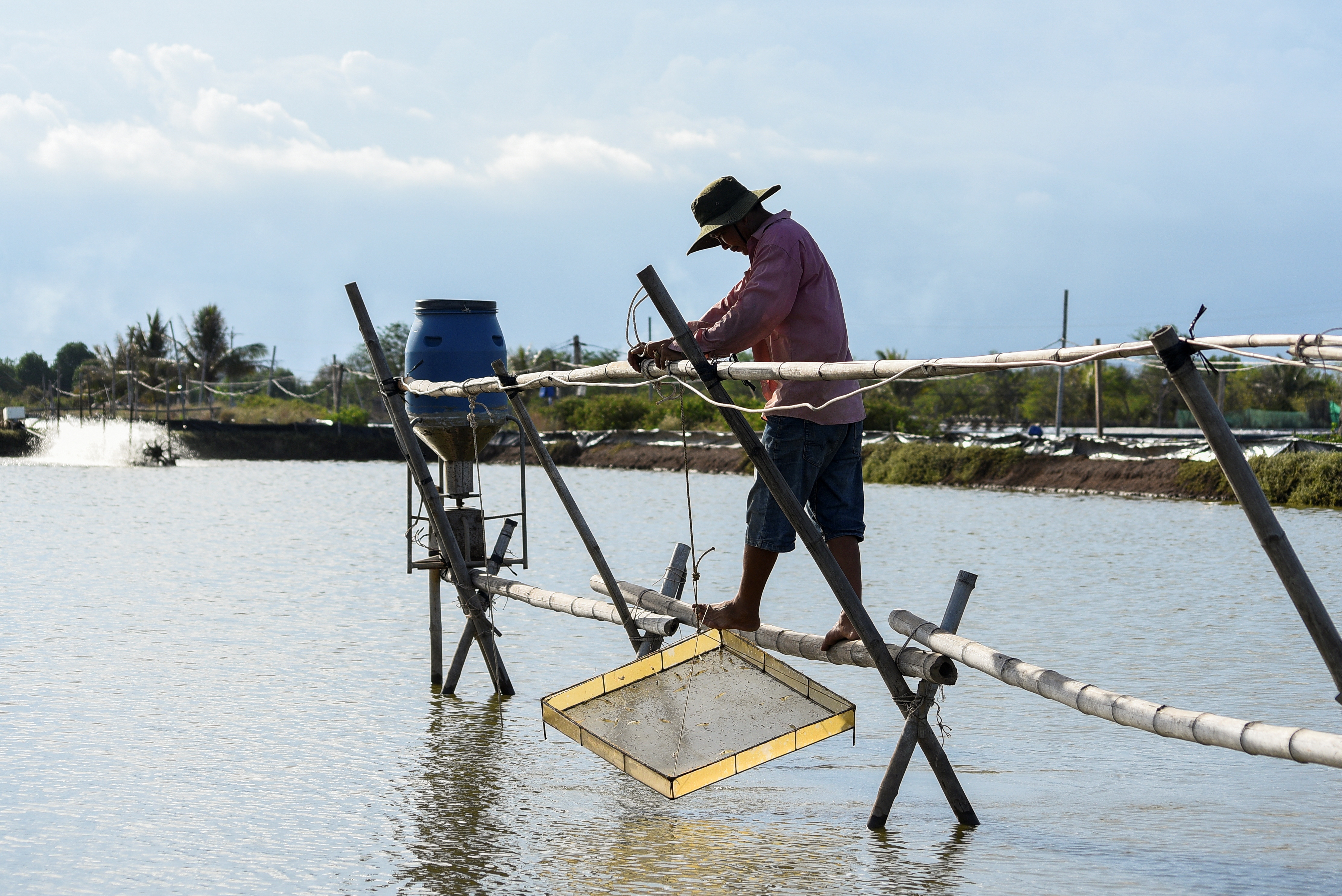 Antibiotics used to treat disease in shrimp stocks can seep into surrounding waterways, raising the risk of chemical pollution