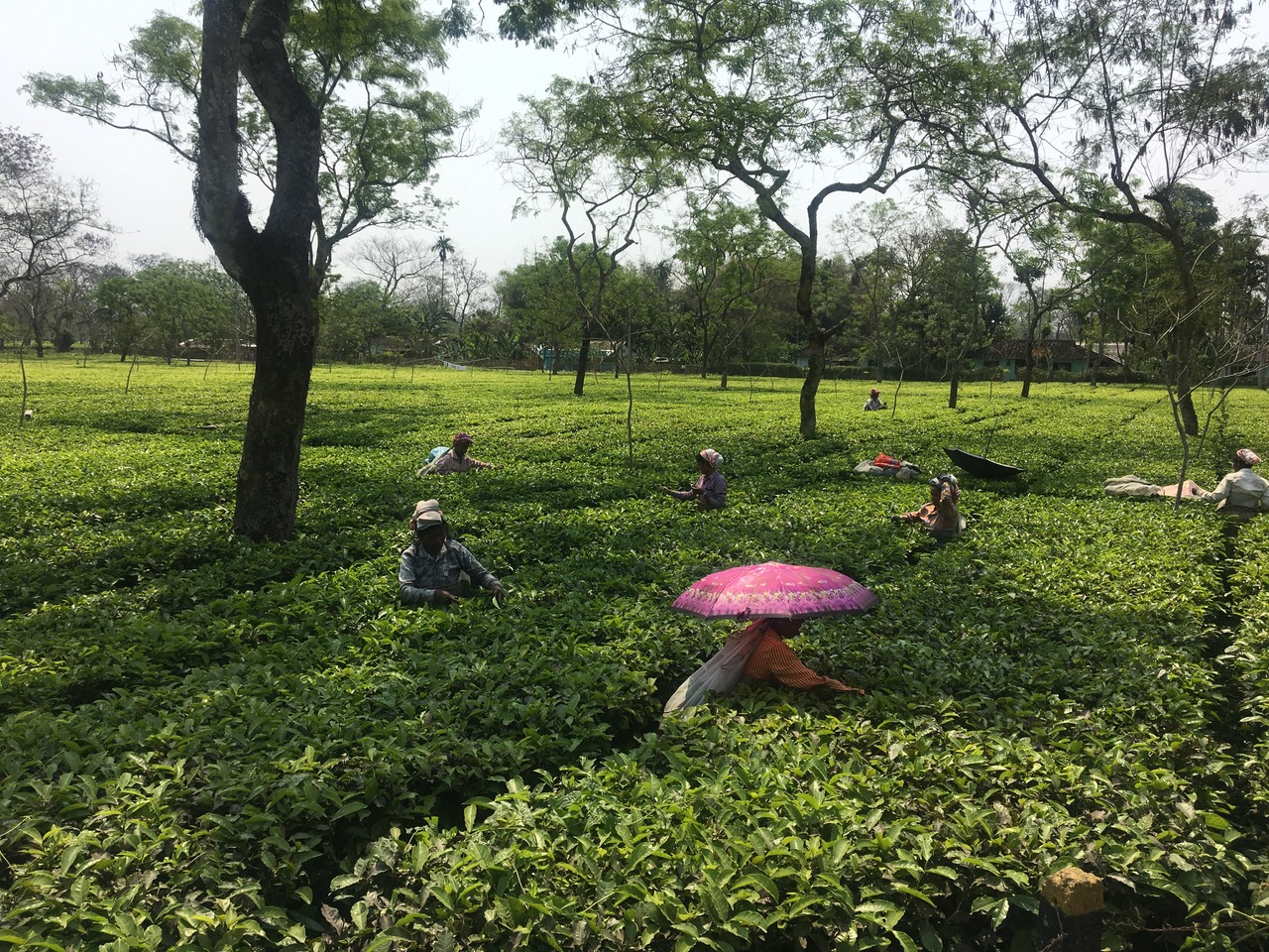 Women workers pluck tea leaves at a tea garden in Dibrugarh, Assam [Sadiq Naqvi/Al Jazeera]