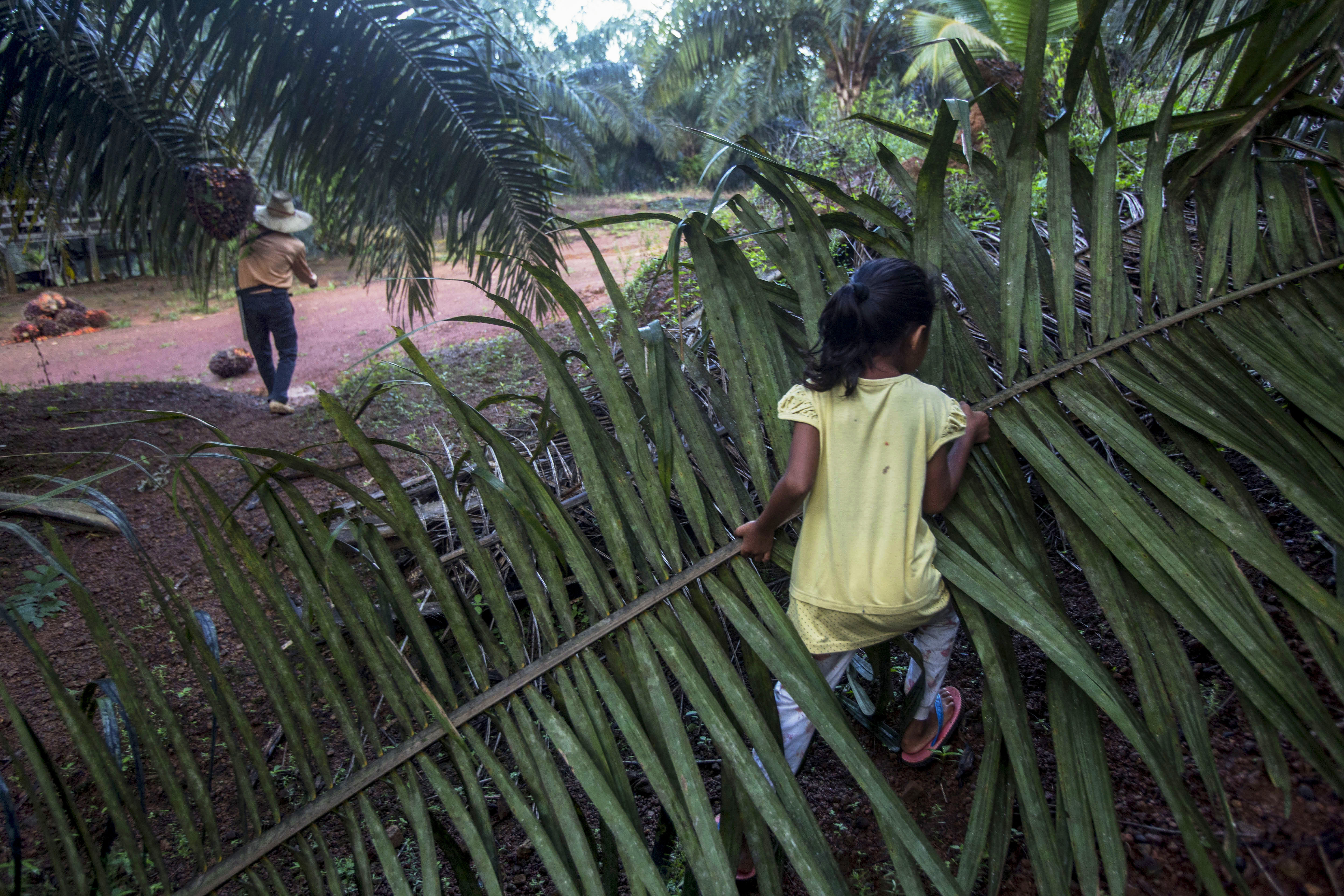 A girl helps her parents work on a palm oil plantation in Sabah, Malaysia, in 2018. With little or no access to daycare, some young children in Indonesia and Malaysia follow their parents to the fields, where they are exposed to toxic pesticides and fertilisers