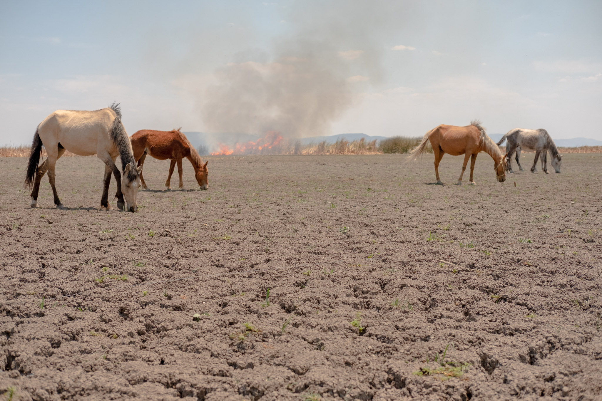 Horses graze while a fire has been set to burn the remaining withered aquatic plants on the lakebed to free up more potential grazing area