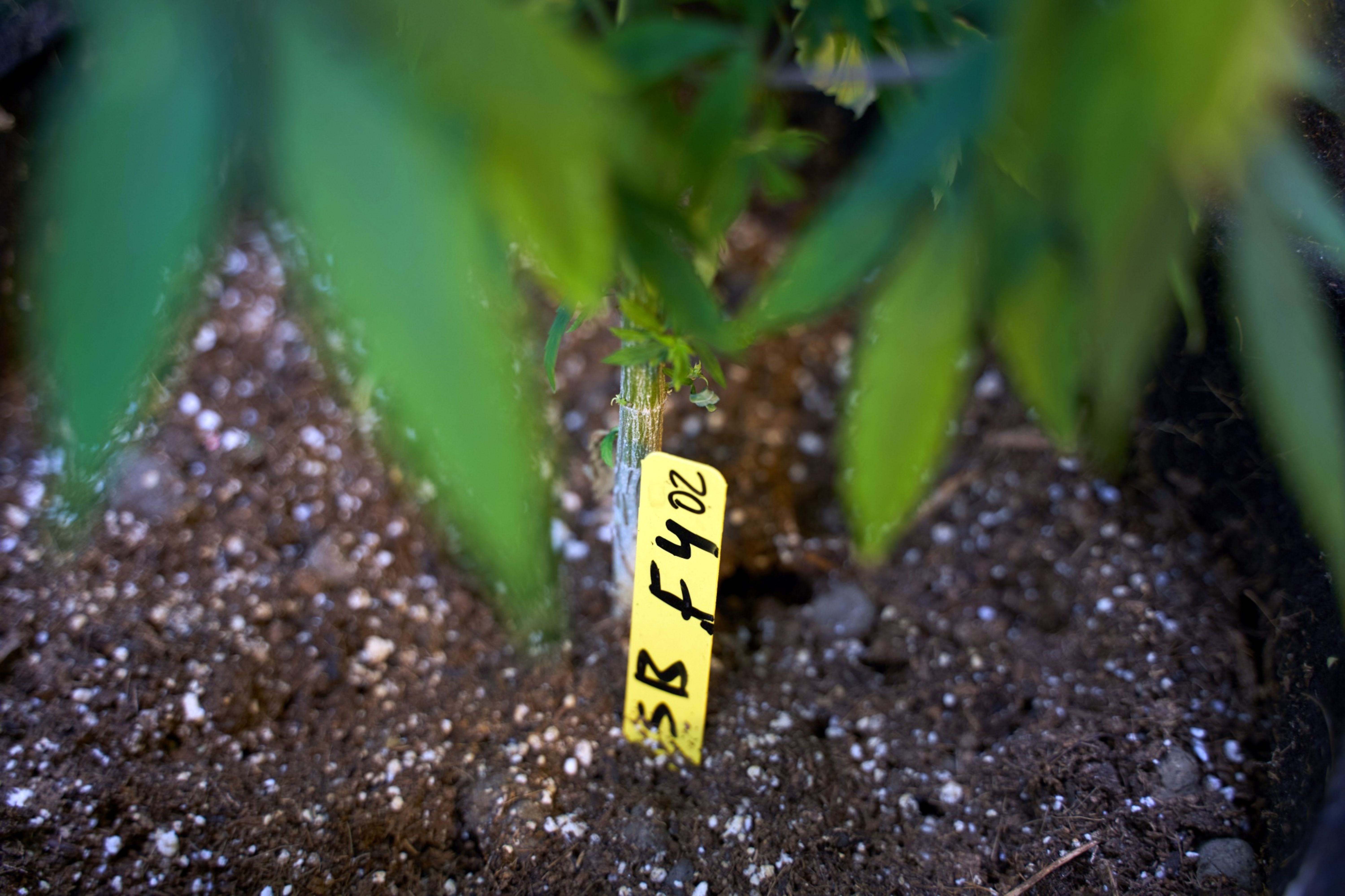 Cannabis plants grow at a Cannativa AC research lab in Mexico City, Mexico, where proponents of the drug are hoping the country’s senate will pass a legalisation bill this month