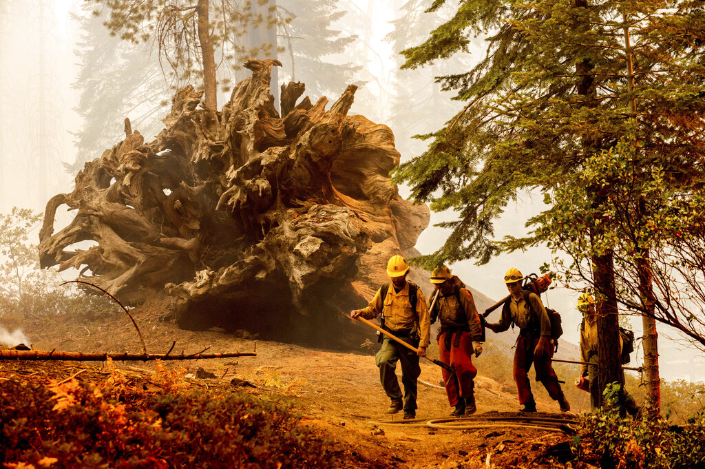 Firefighters battle the Windy Fire as it burns in the Trail of 100 Giants grove of Sequoia National Forest, California on September 19