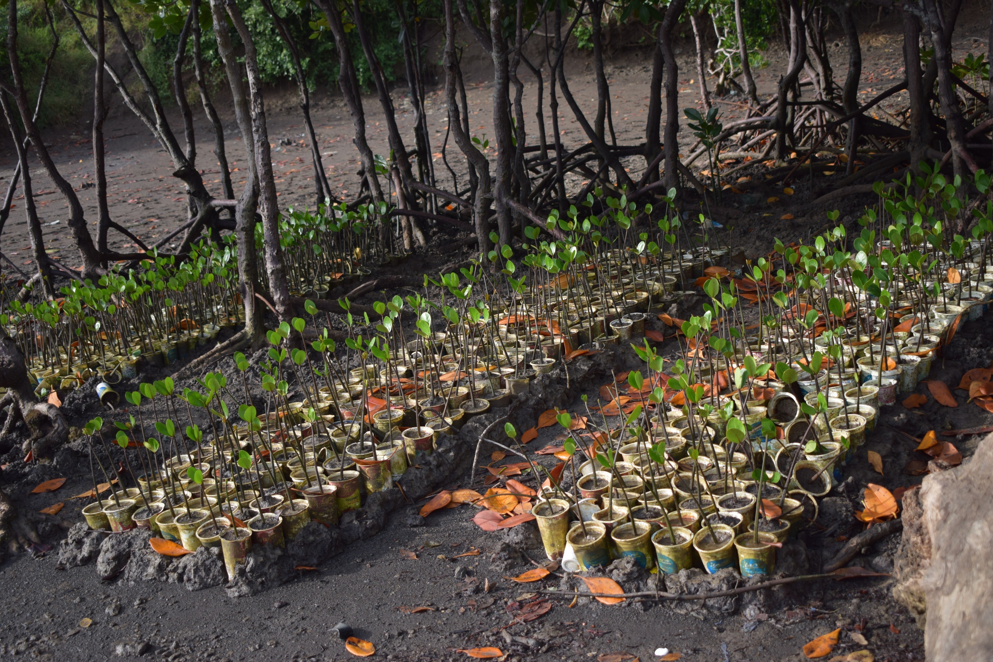 Seedlings planted in yoghurt cups picked from beaches in Mombasa, Kenya by volunteers with the Kenyan environmental group Big Ship on a reforestation drive.