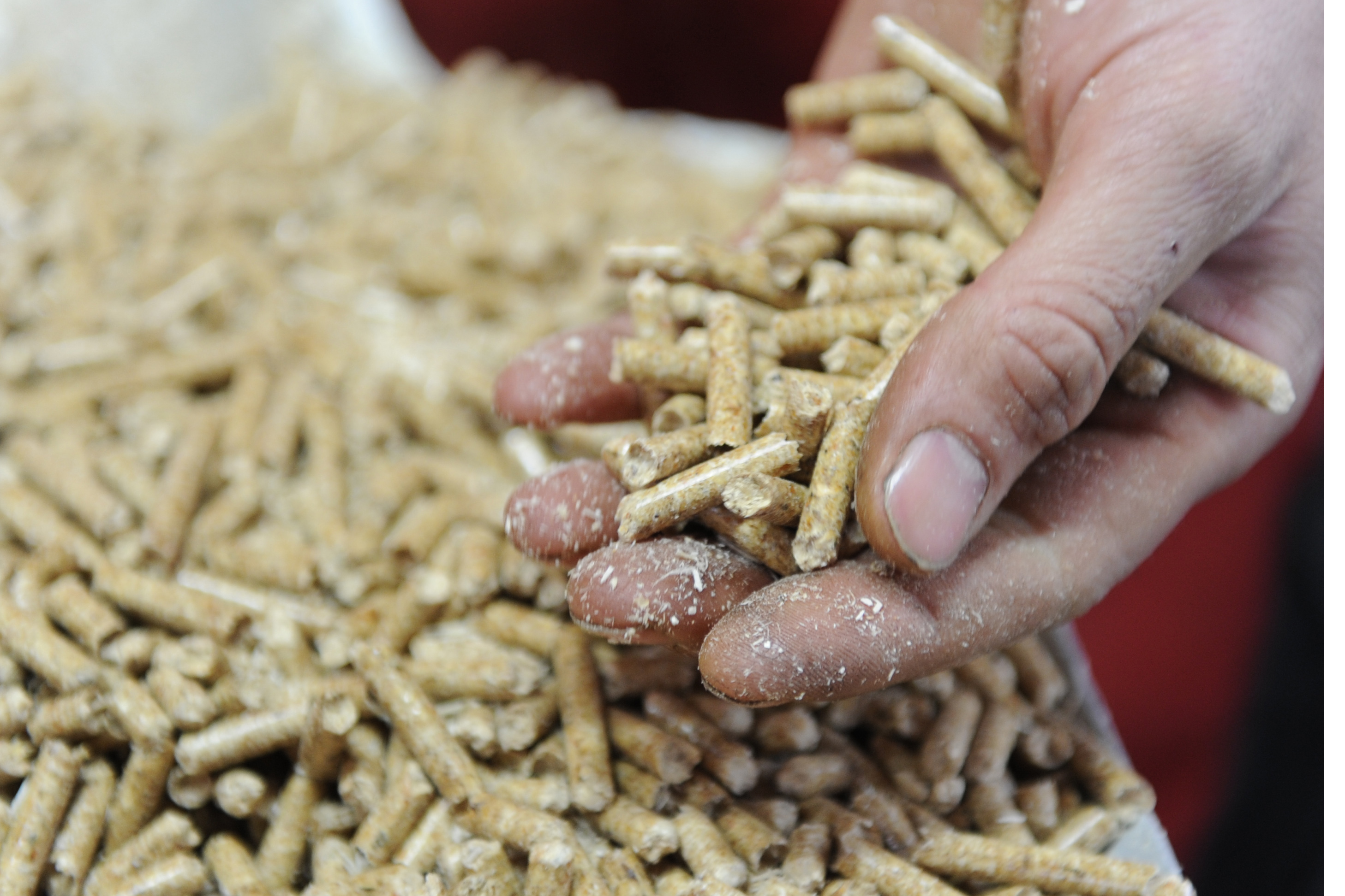 Biomass provides nearly 60 percent of the EU’s renewable power generation capacity