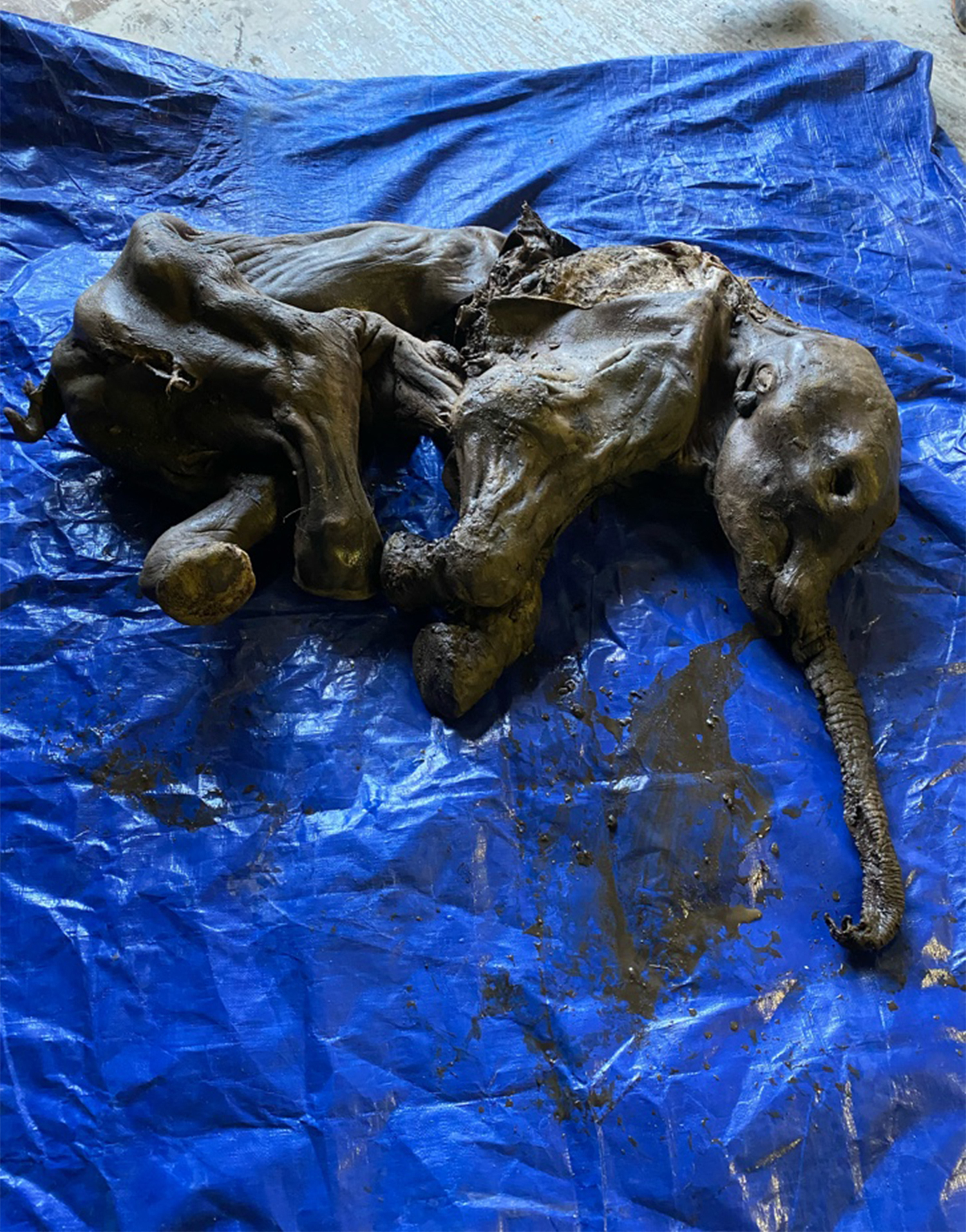 A complete mummified baby woolly mammoth lying on a blue tarp.