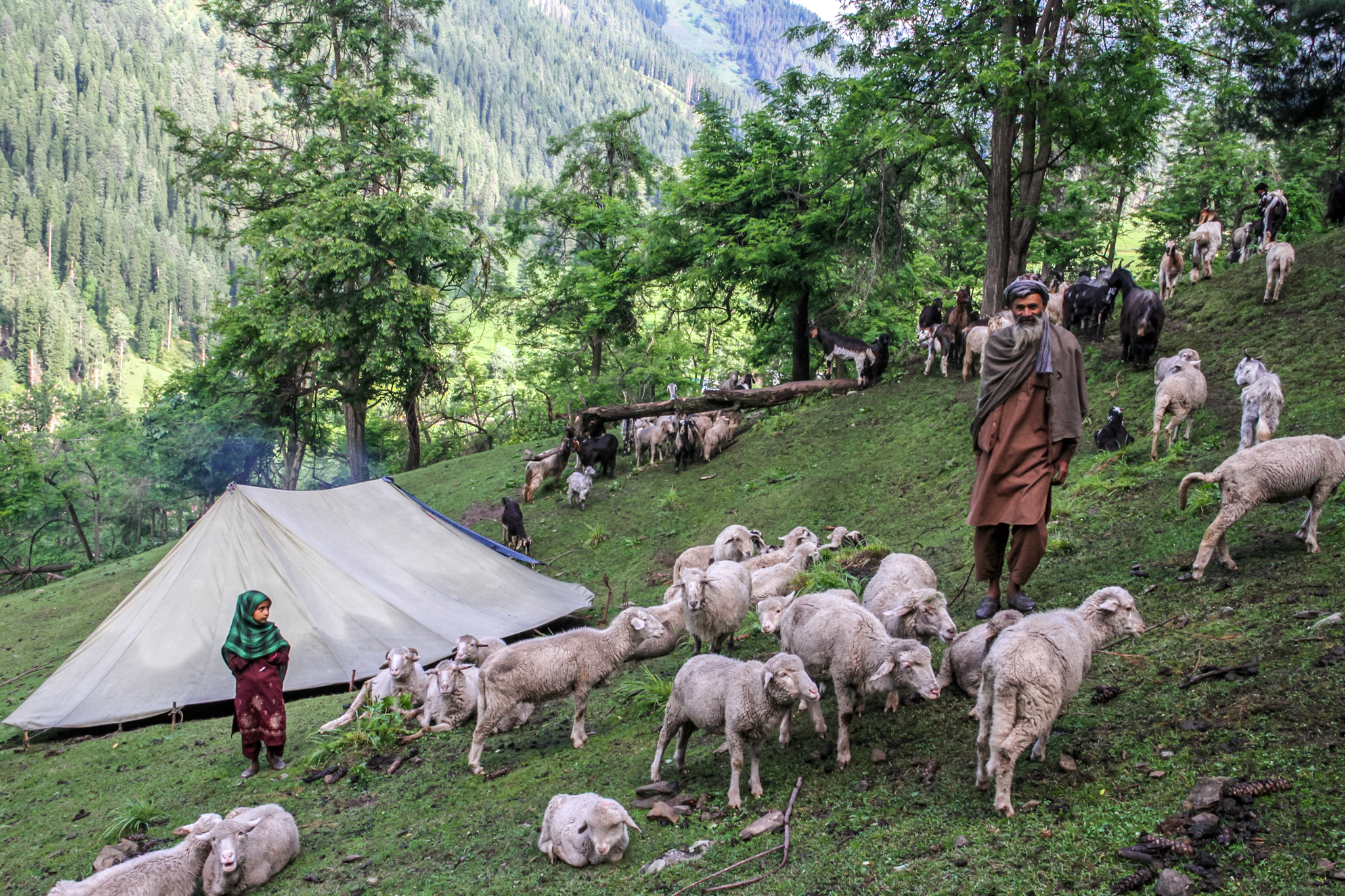 Abdul Razaq, head of the Bakarwal family, herds sheep close to his tent while his daughter watches, at Braaden
