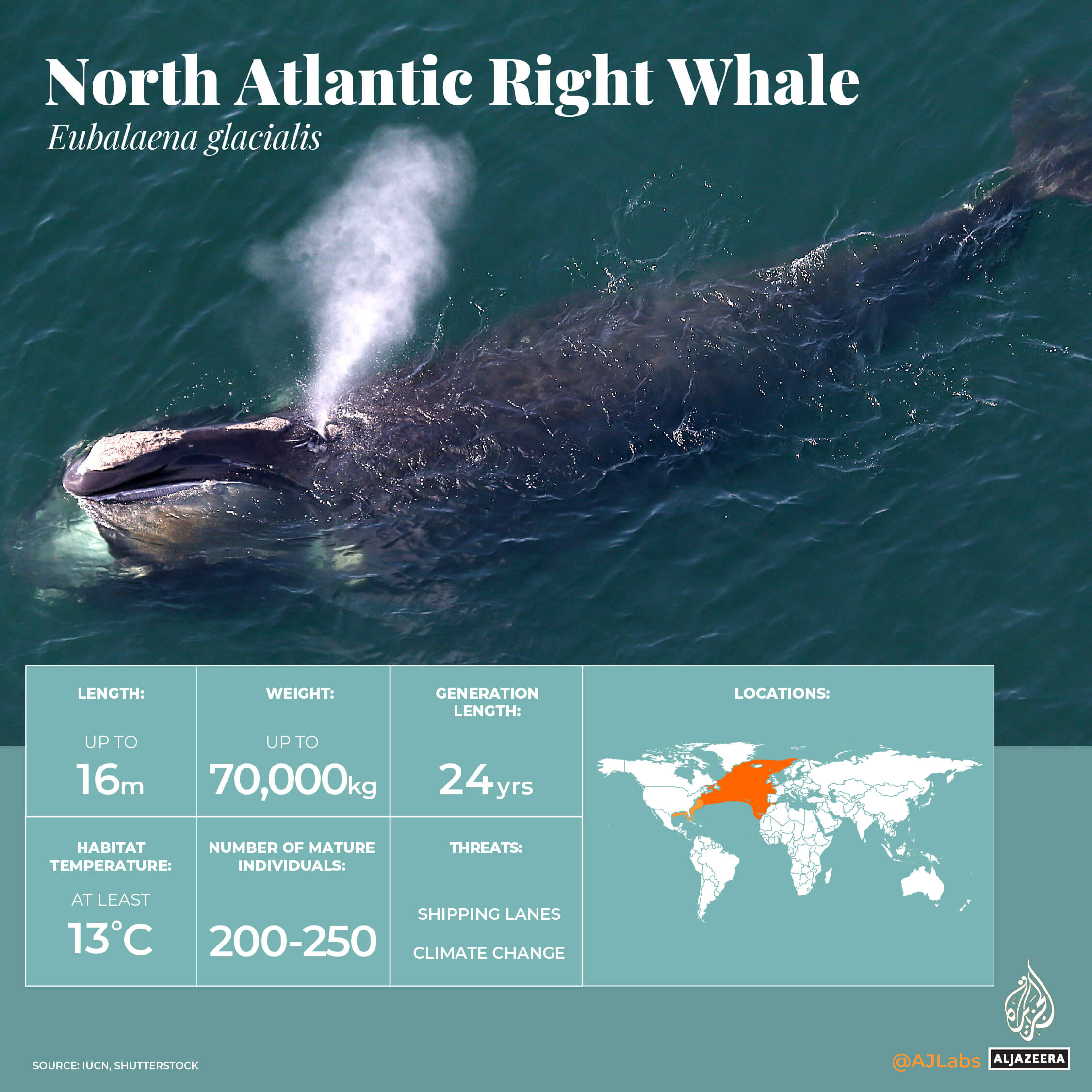 INTERACTIVE_World Oceans Day_CrtiicallyEndangeredMarineLife_NorthAtlanticRightWhale