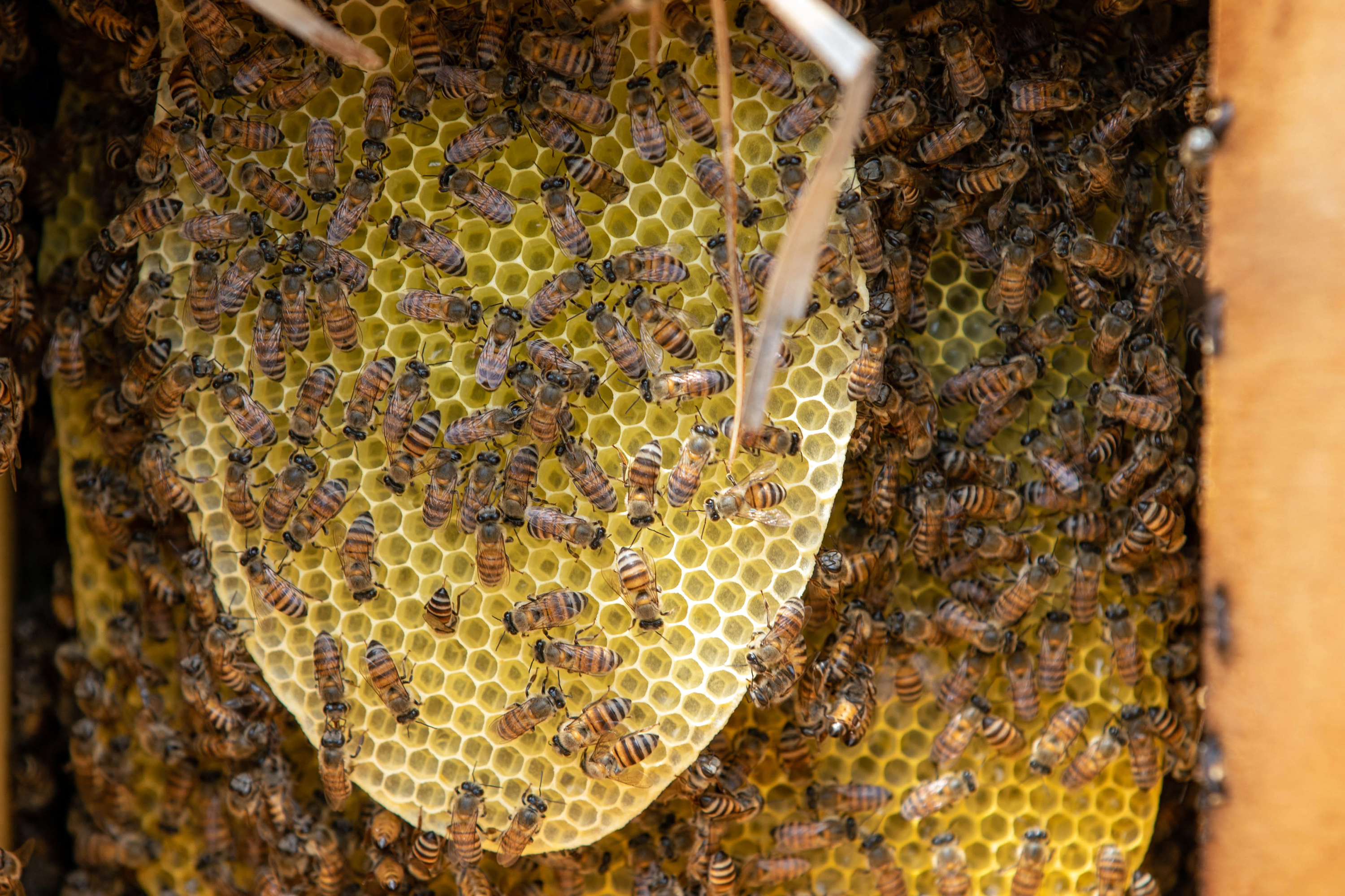 Bees work on honeycombs inside a beehive