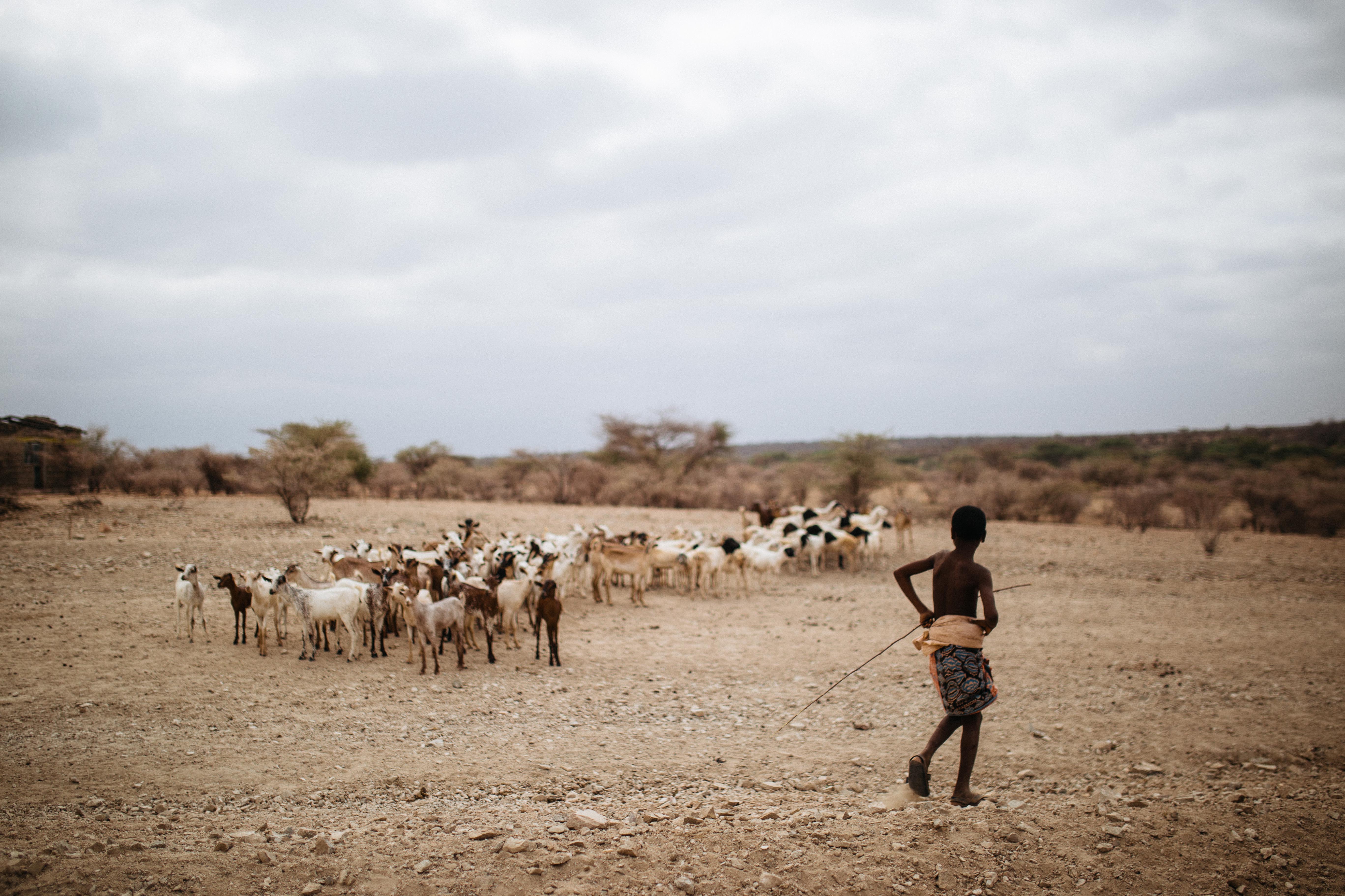 A young boy watching over his animals near a watering hole