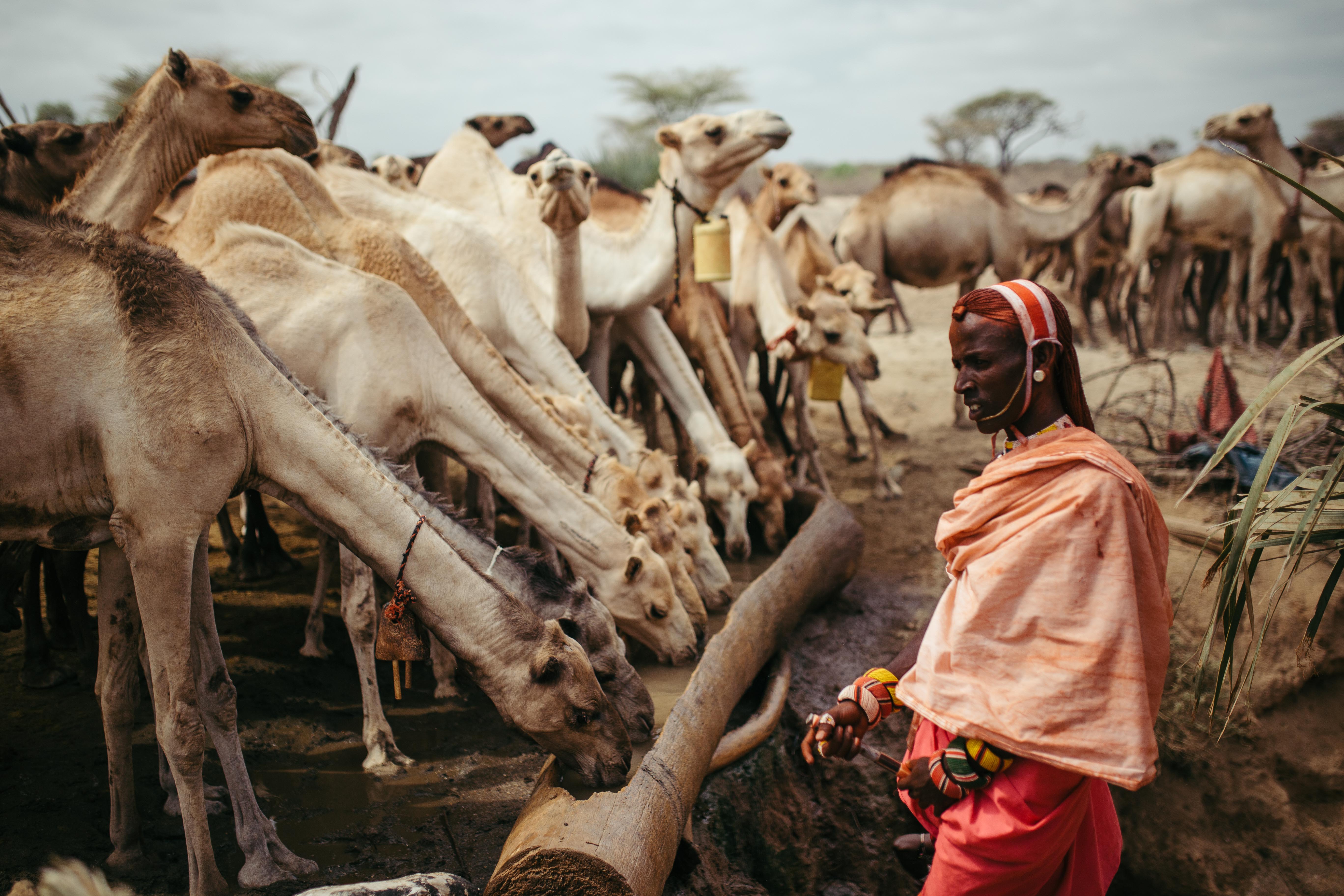 A herder with his camels