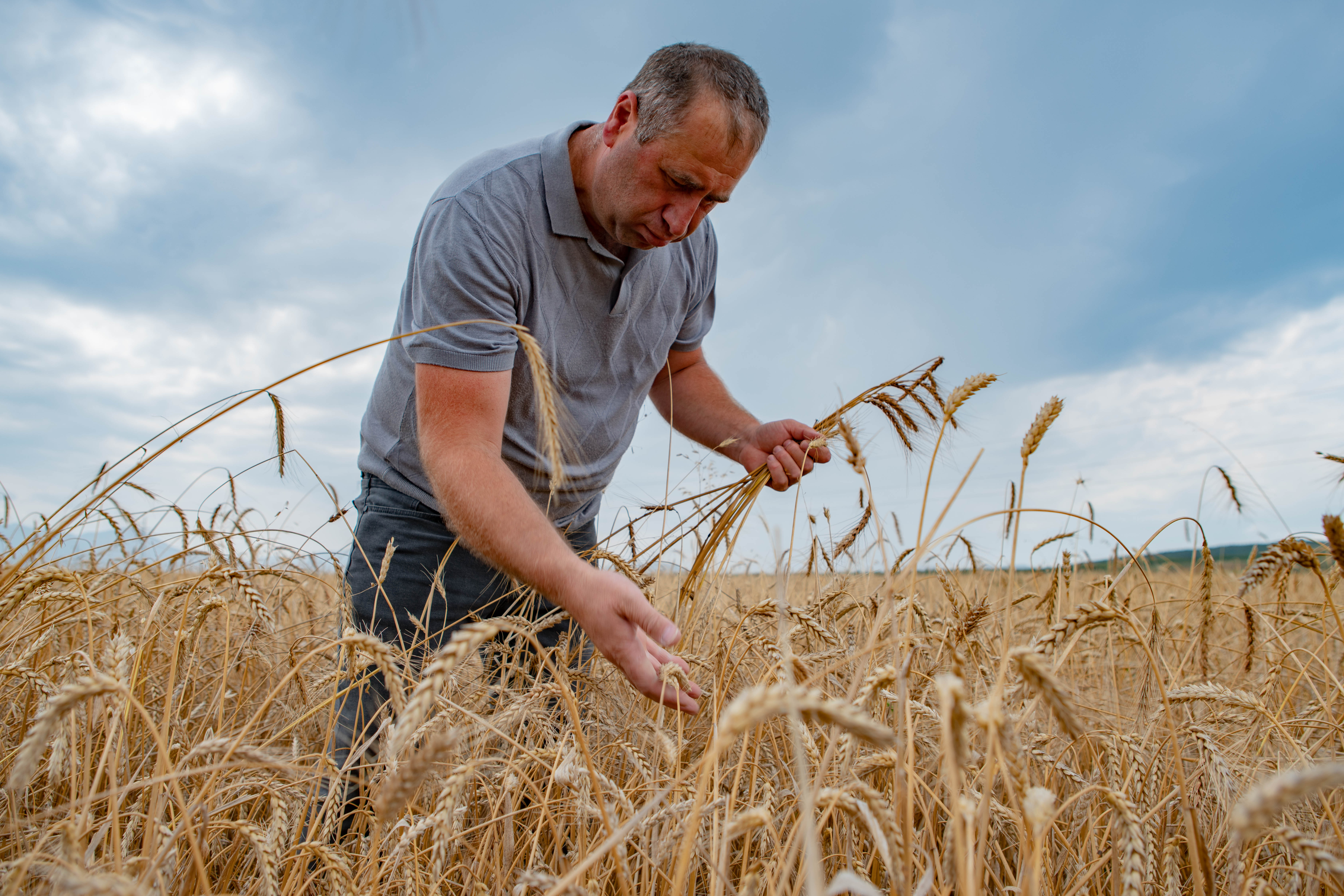 Anzor Maisuradze’s 48-hectare farm was one of the first organic wheat farms in Georgia