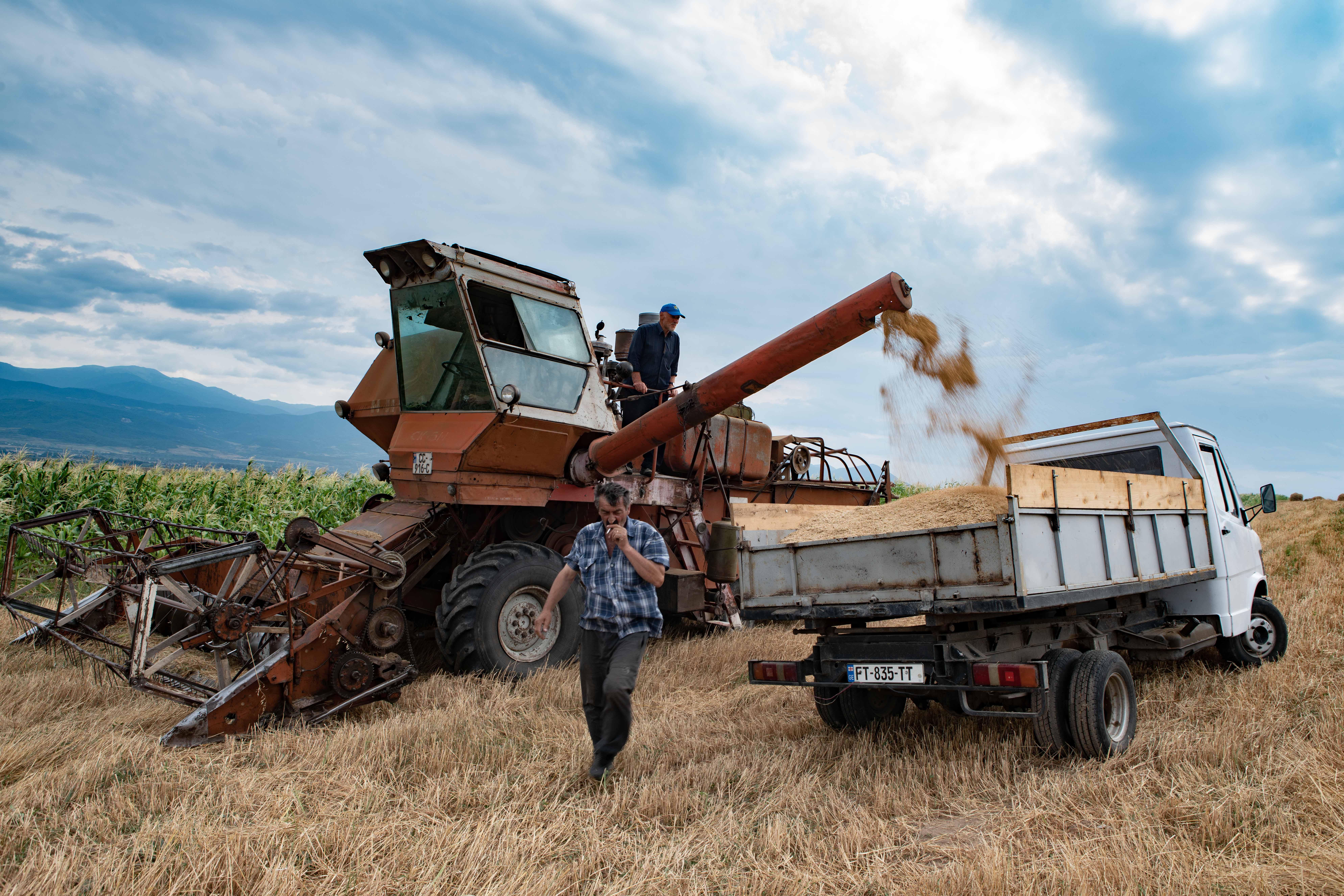 A shortage of harvesters means farmers still depend on old Soviet combiners like this 47-year-old model being used on oats