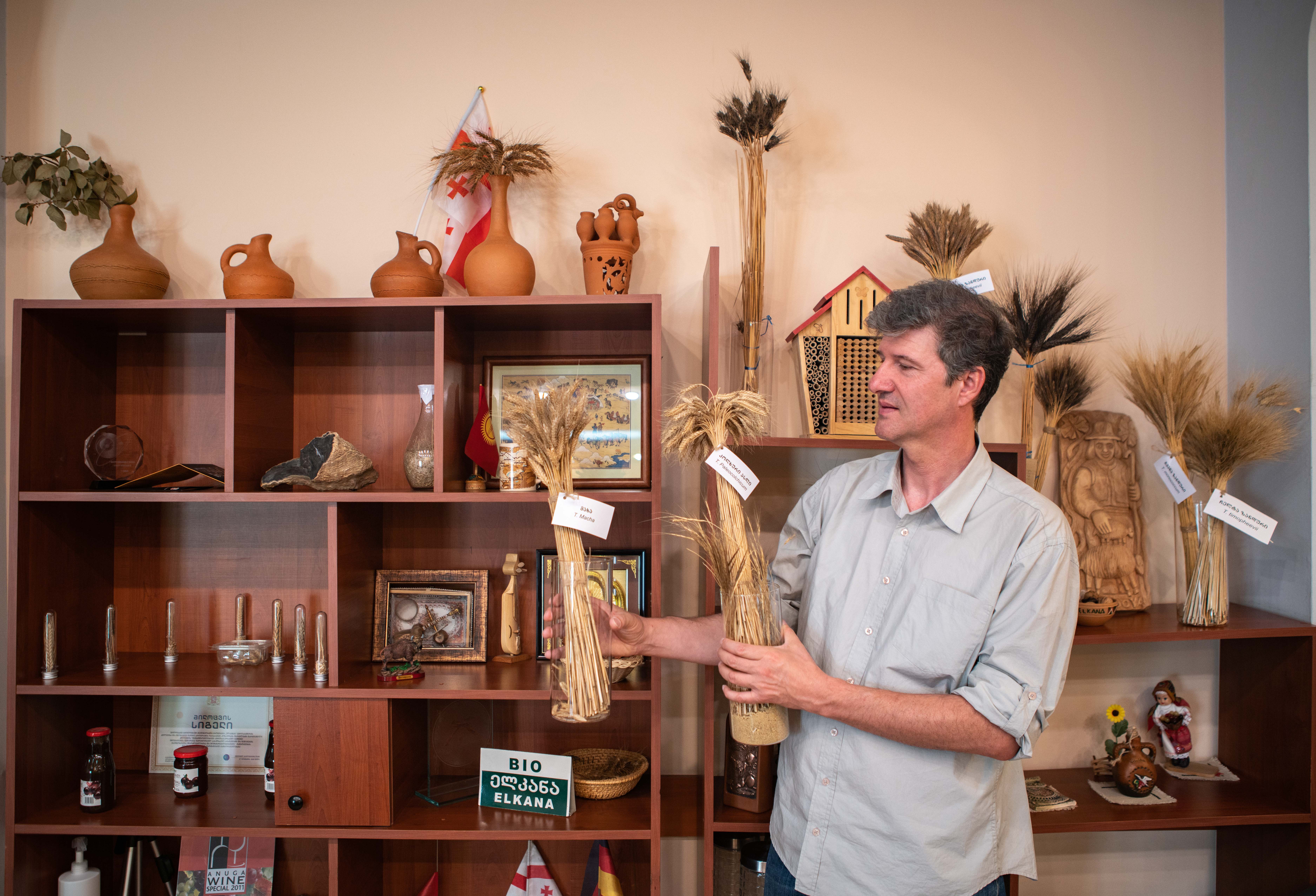 Tamaz Dundua holds samples of two endemic wheat species that his agricultural non-profit Elkana hopes to revive in Georgia