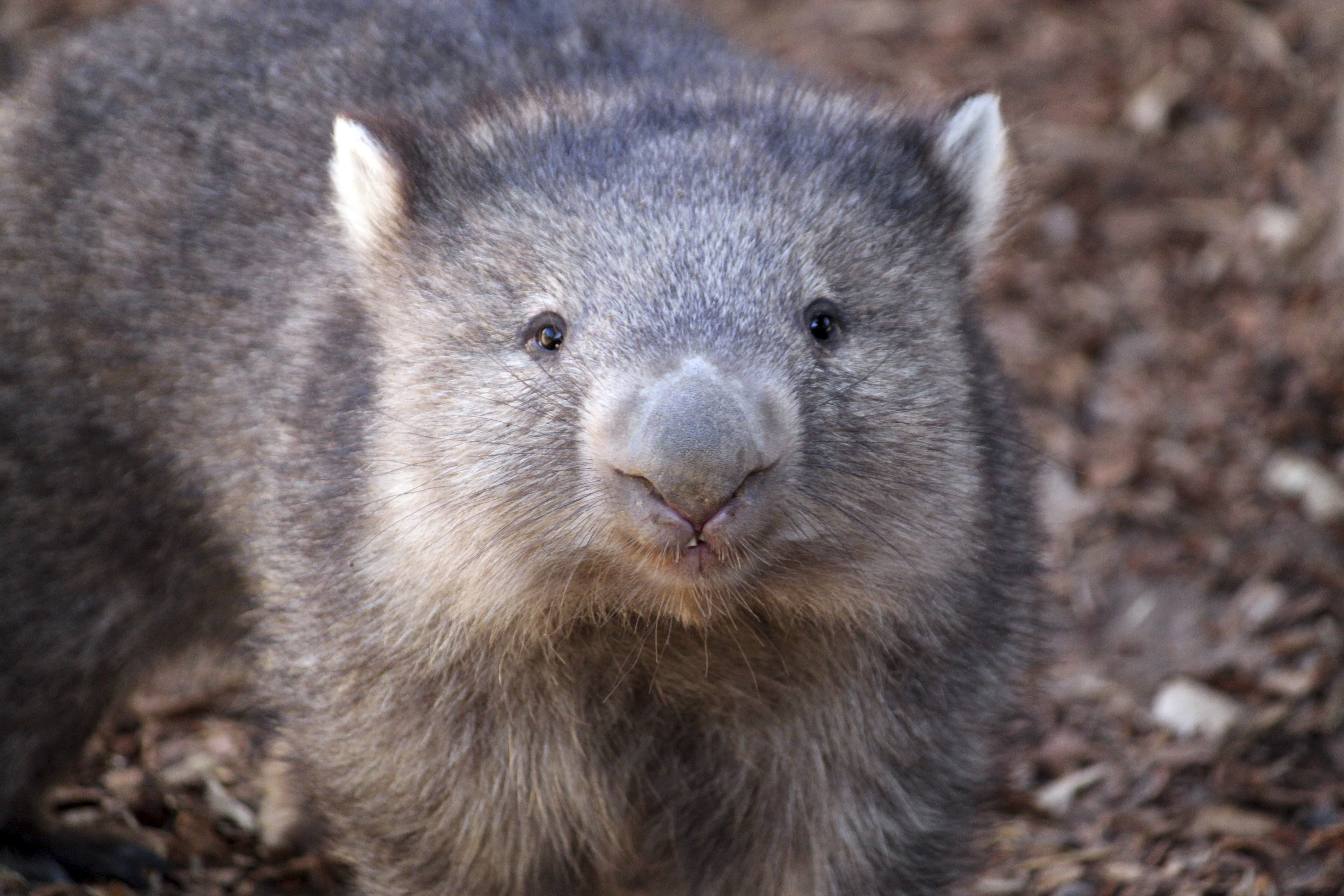 A wombat looks at the camera