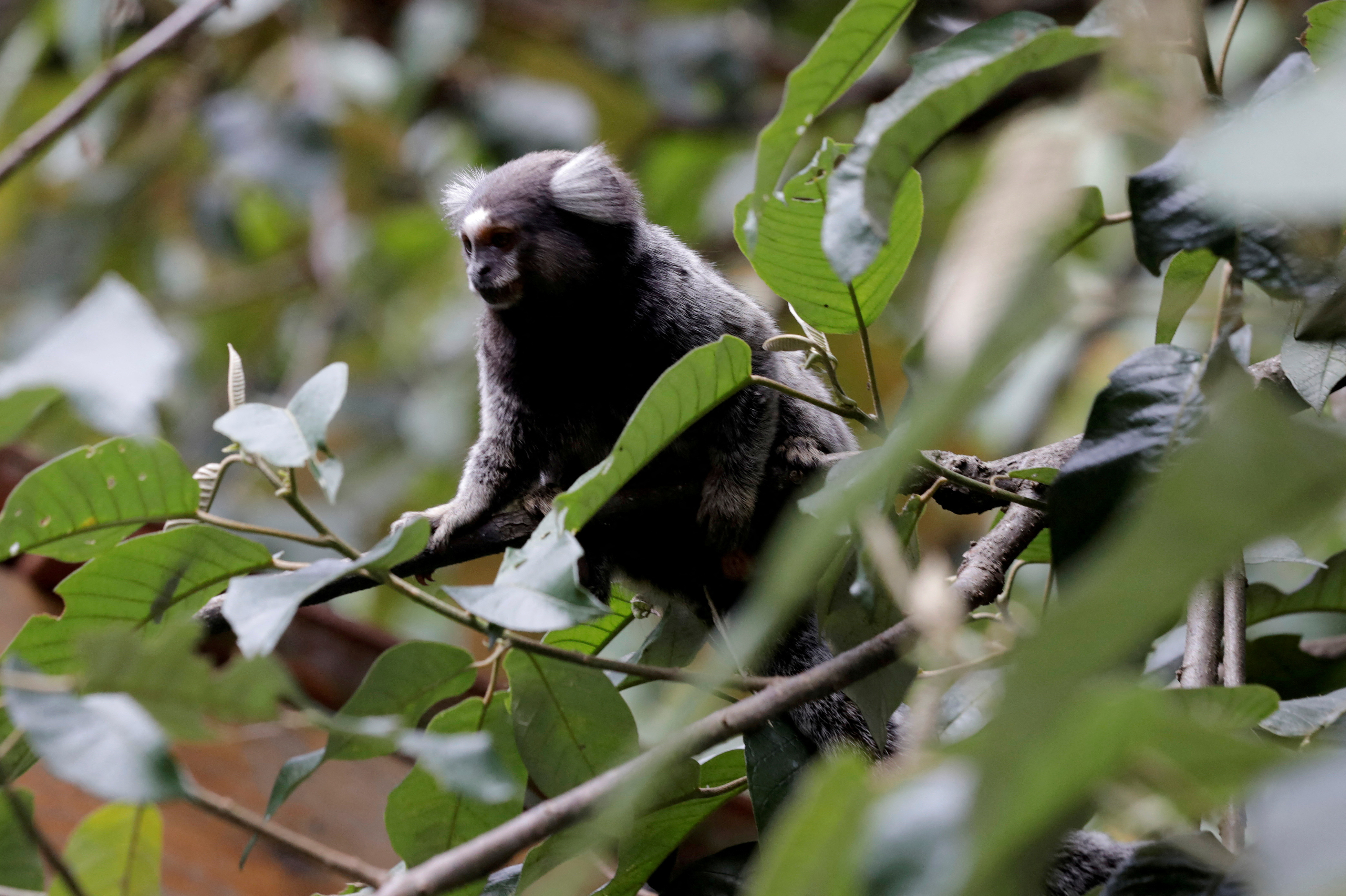 A monkey in Brazil