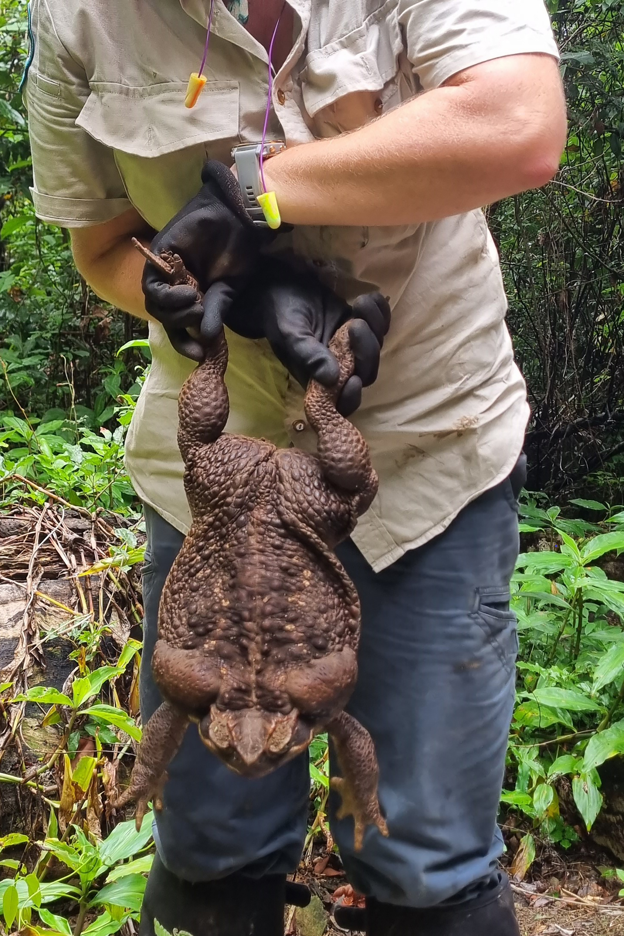 This handout from the Queensland Department of Environment and Science taken on January 12, 2023 and received on January 20 shows a park ranger holding a cane toad weighing 2.7 kilograms discovered in Conway National Park in Australia's state of Queensland. - Australian rangers have euthanised a "monster" cane toad discovered in the wilds of a coastal park -- a warty brown specimen as long as a human arm and weighing 2.7 kilograms (6 pounds). (Photo by Handout / Queensland Department of Environment and Science / AFP) / RESTRICTED TO EDITORIAL USE - MANDATORY CREDIT "AFP PHOTO / Queensland Department of Environment and Science " - NO MARKETING NO ADVERTISING CAMPAIGNS - DISTRIBUTED AS A SERVICE TO CLIENTS