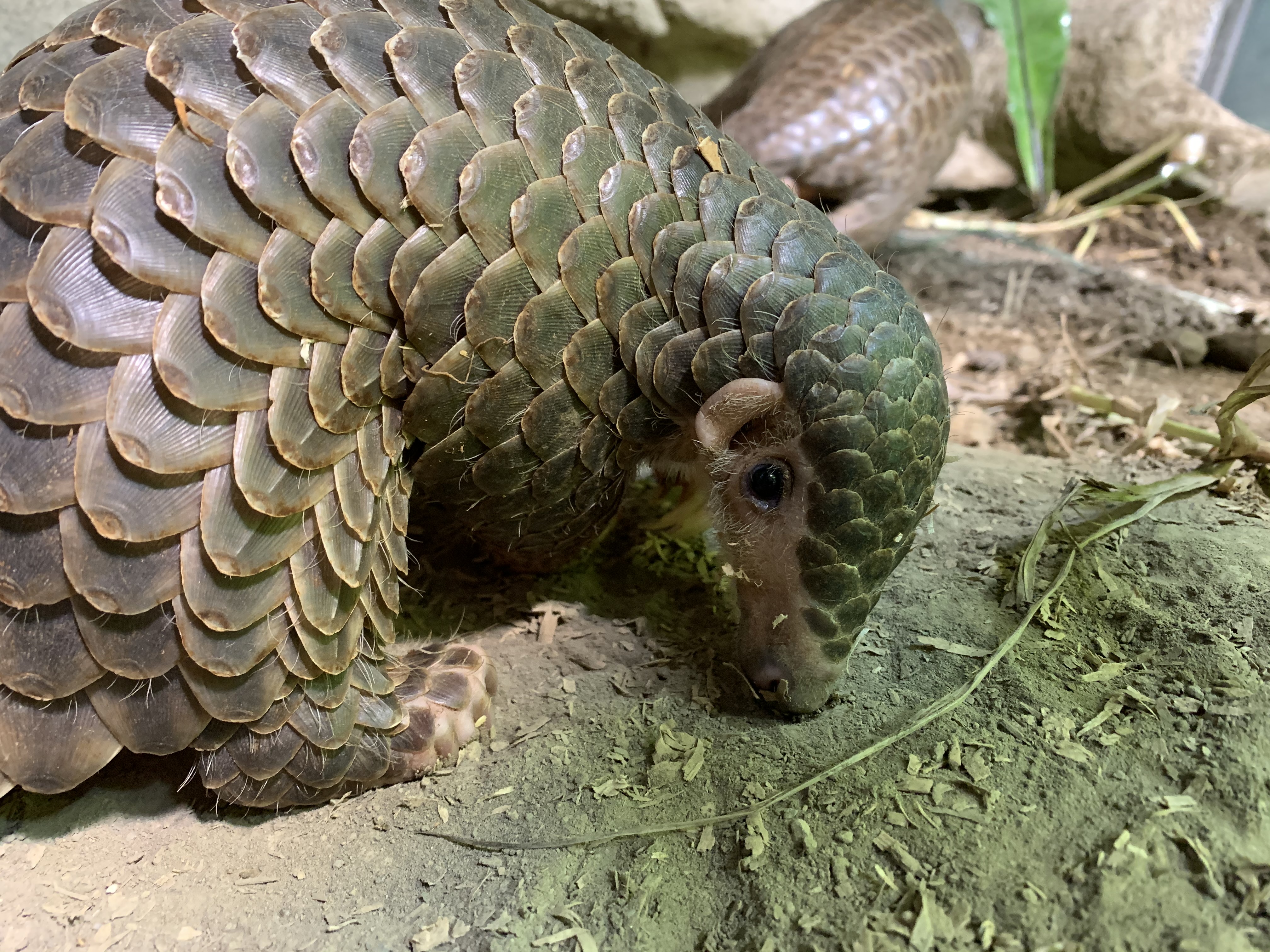 A male pangolin. It has lots of scales, and big talons on its feet. It's eating ants from the ground.