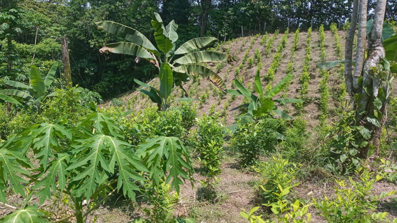 A field of coca has been planted among banana and papaya trees