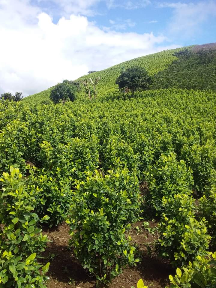 Colombian President Gustavo Petro has called for solutions to the increasing hunger among impoverished farmers in coca-growing regions