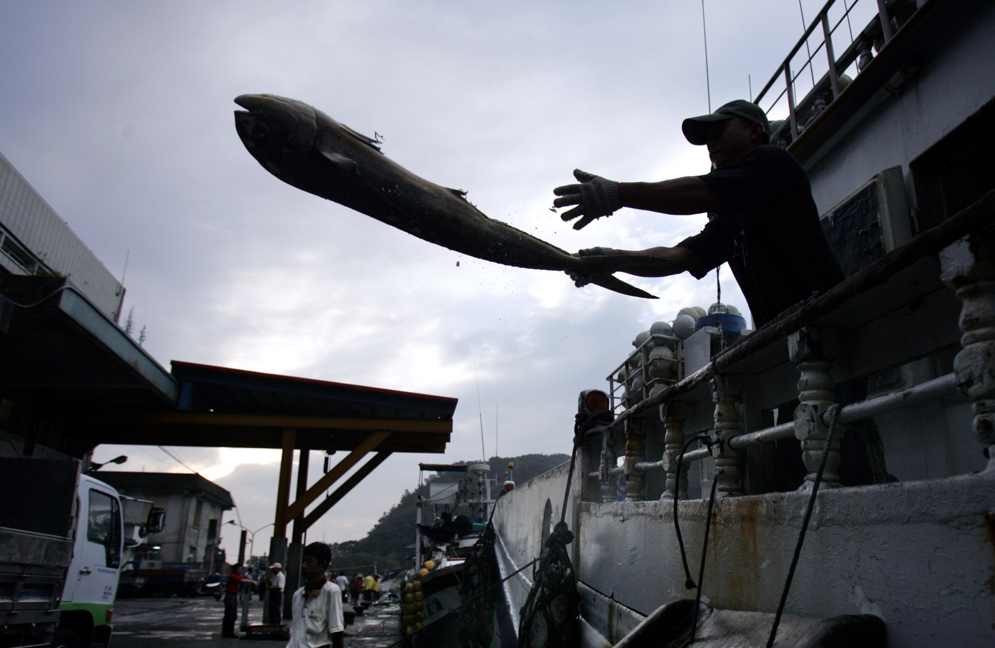 A fisher unloads their catch in the port of Suao, northeastern Taiwan. Commercial fishing boat owners in Taiwan, one of the world’s biggest seafood exporters, face strict rules and potential fines under a new law aimed at preventing overfishing and protecting migrant crew members who work far at sea with little oversight.