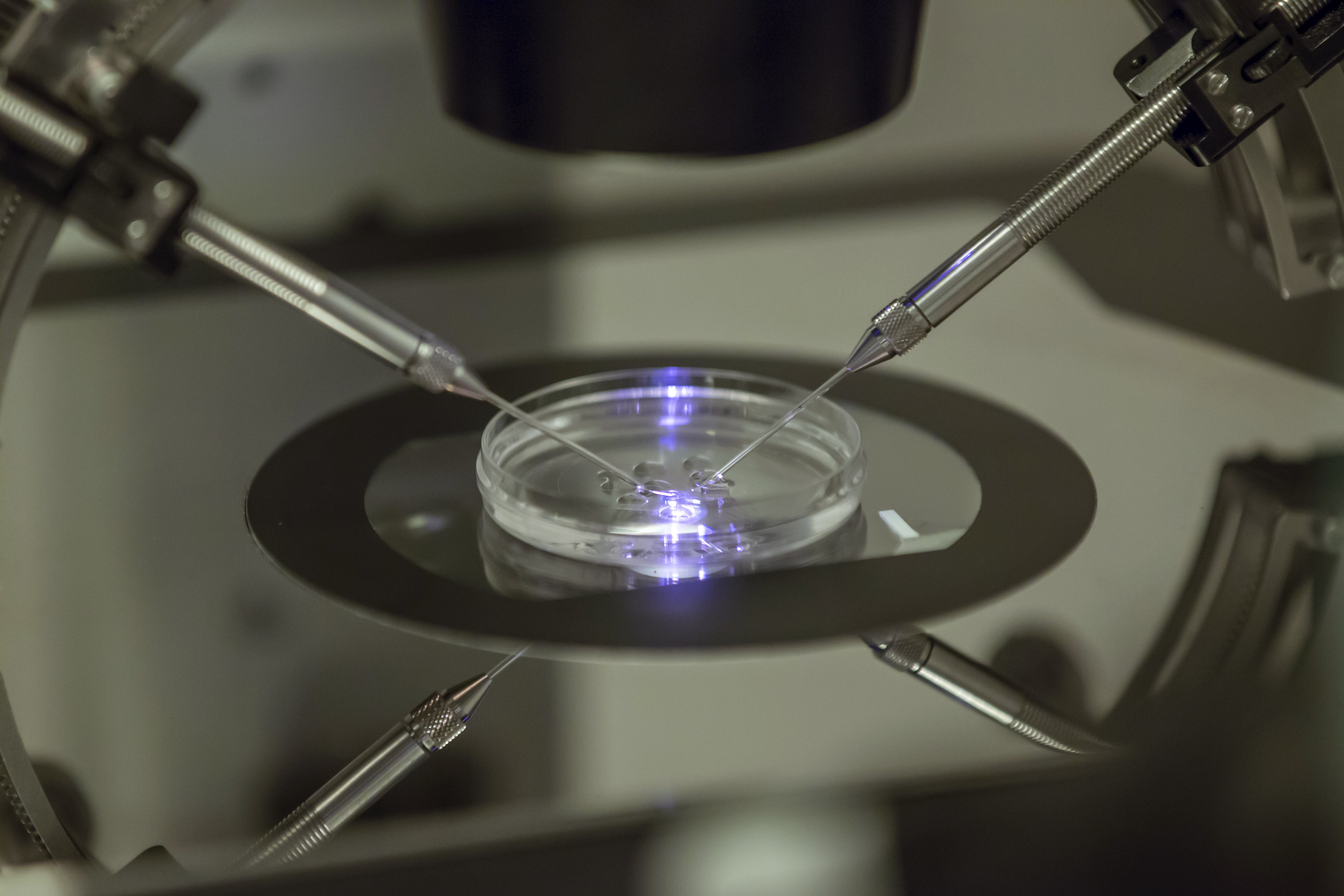 An embryologist works on a petri dish at the Create Health fertility clinic in south London