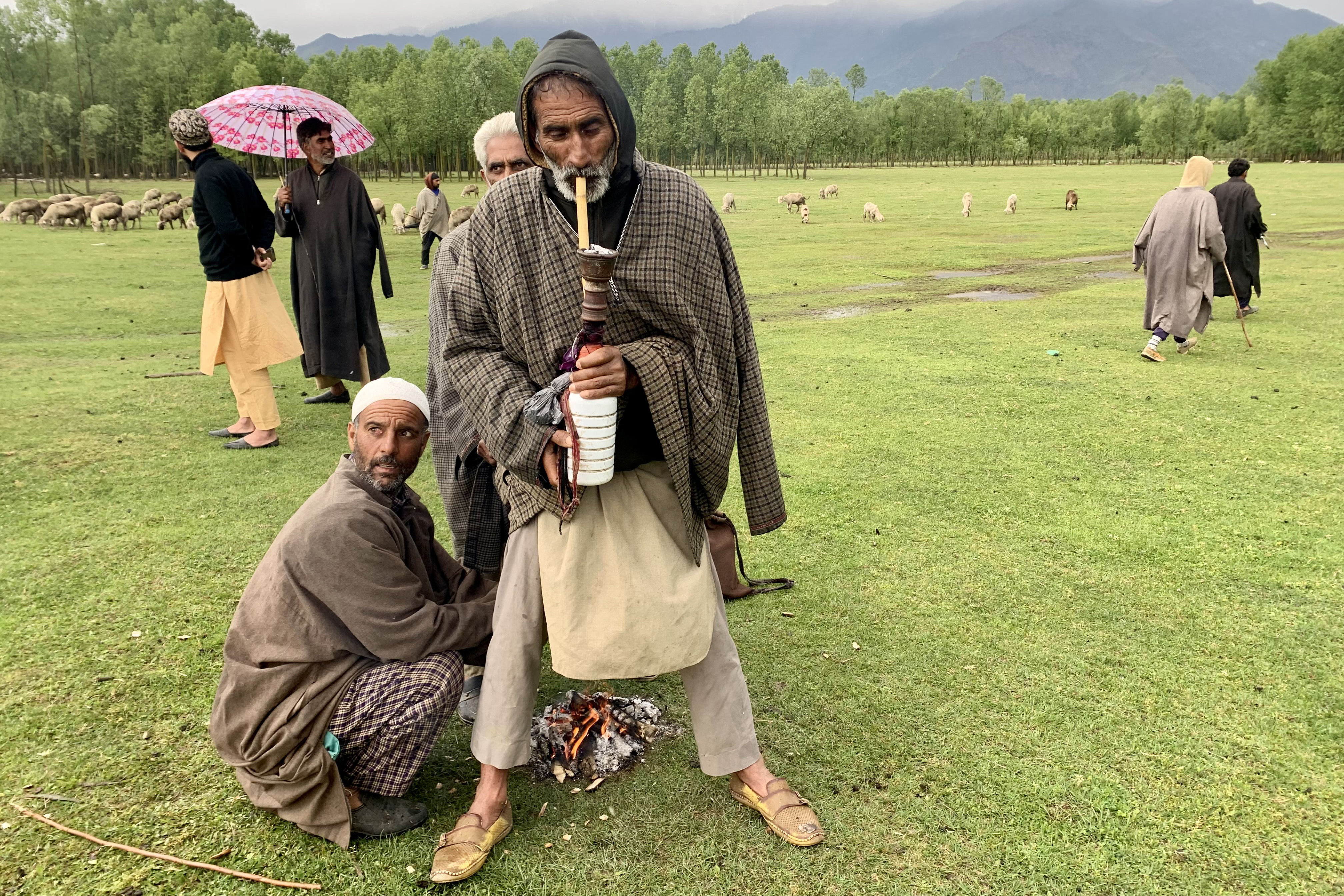 A group of livestock herders who often stumble into herds of wild boars while grazing sheep in northern Kashmir
