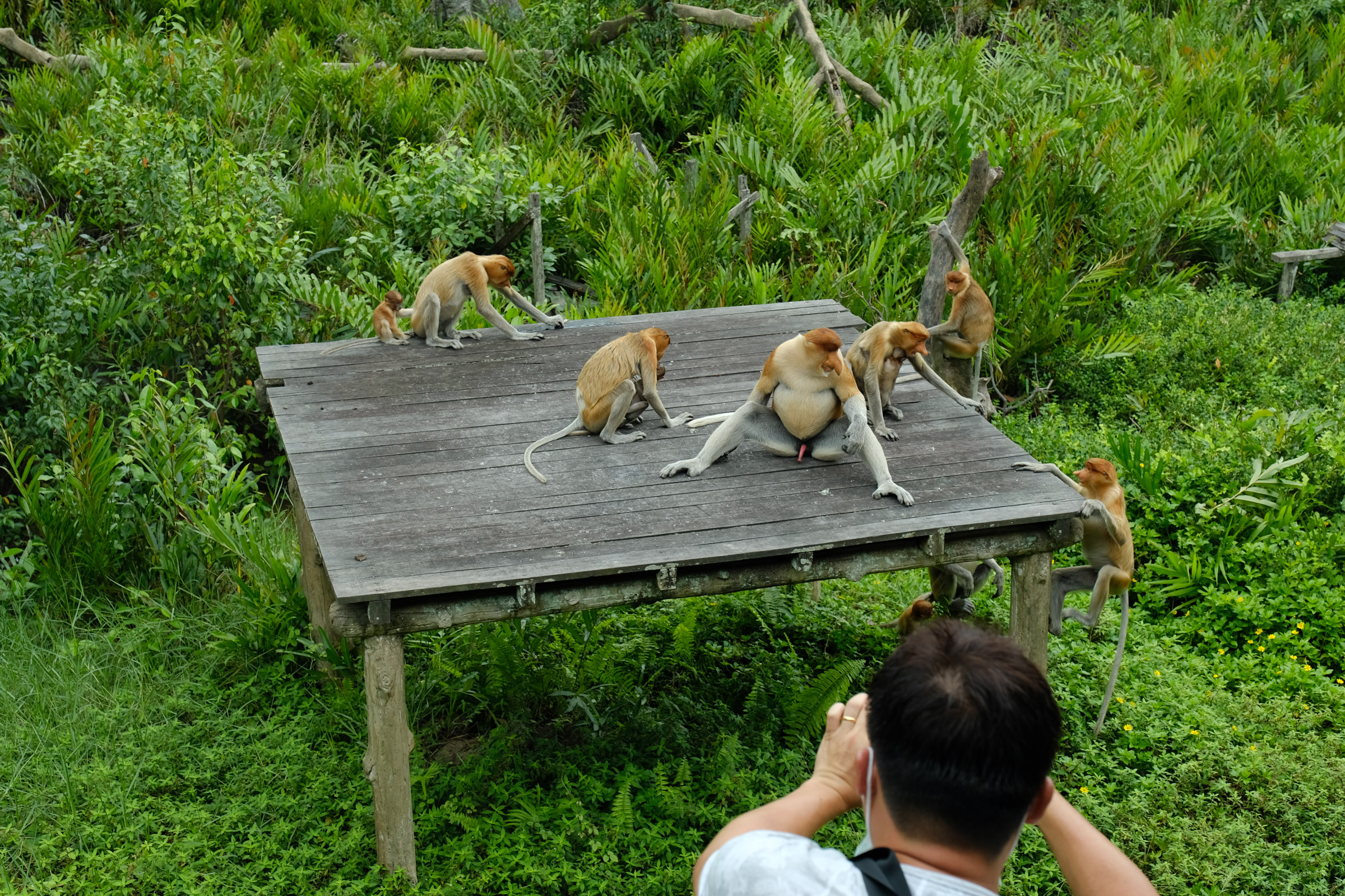 A group of proboscis monkeys on a platform in part of a plantation in Labuk Bay, Sabah. A tourist is taking their photo.