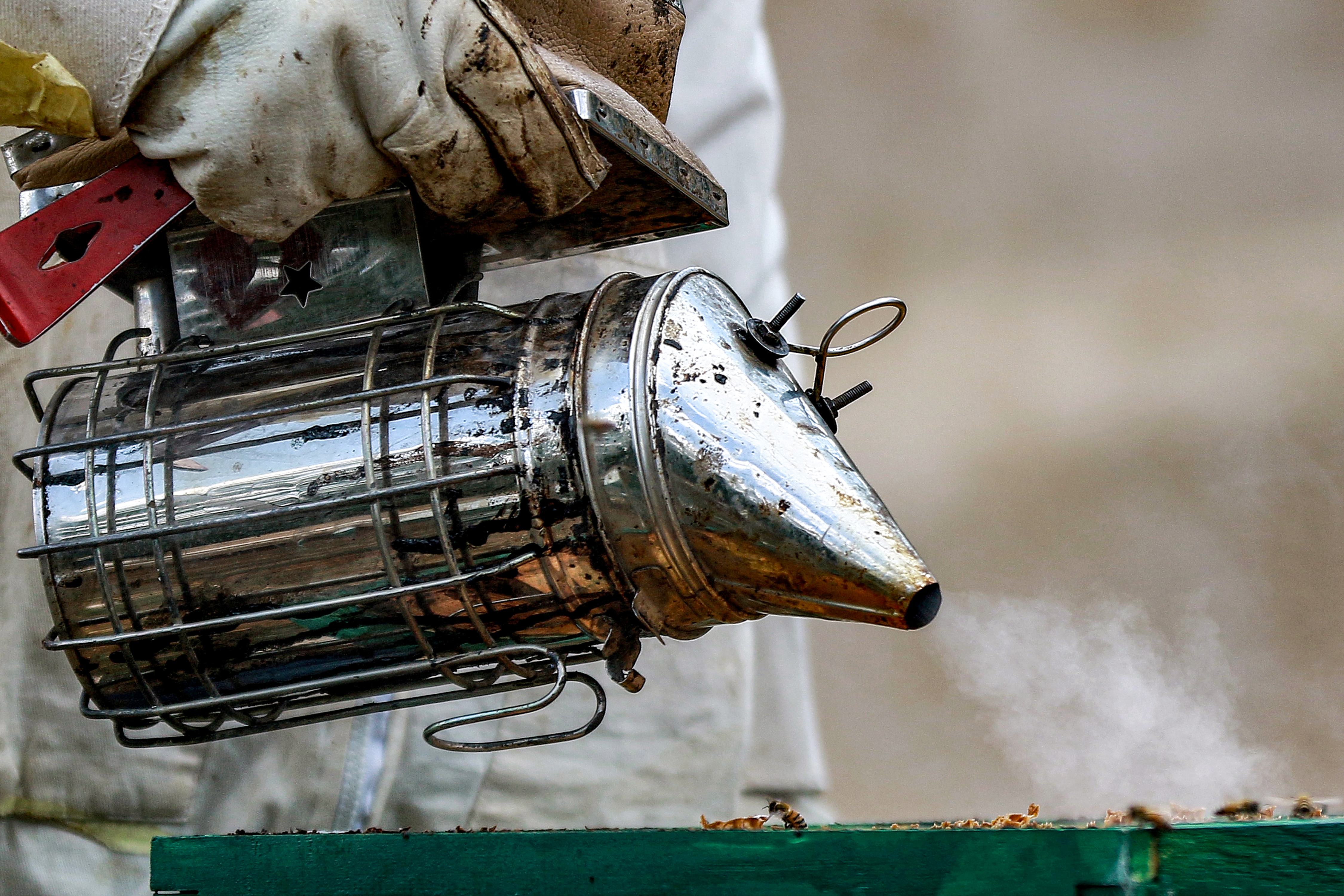 Mohammad Khatib, a 49-year-old bee enthusiast and French-language university professor, uses a bee smoker on a bee frame