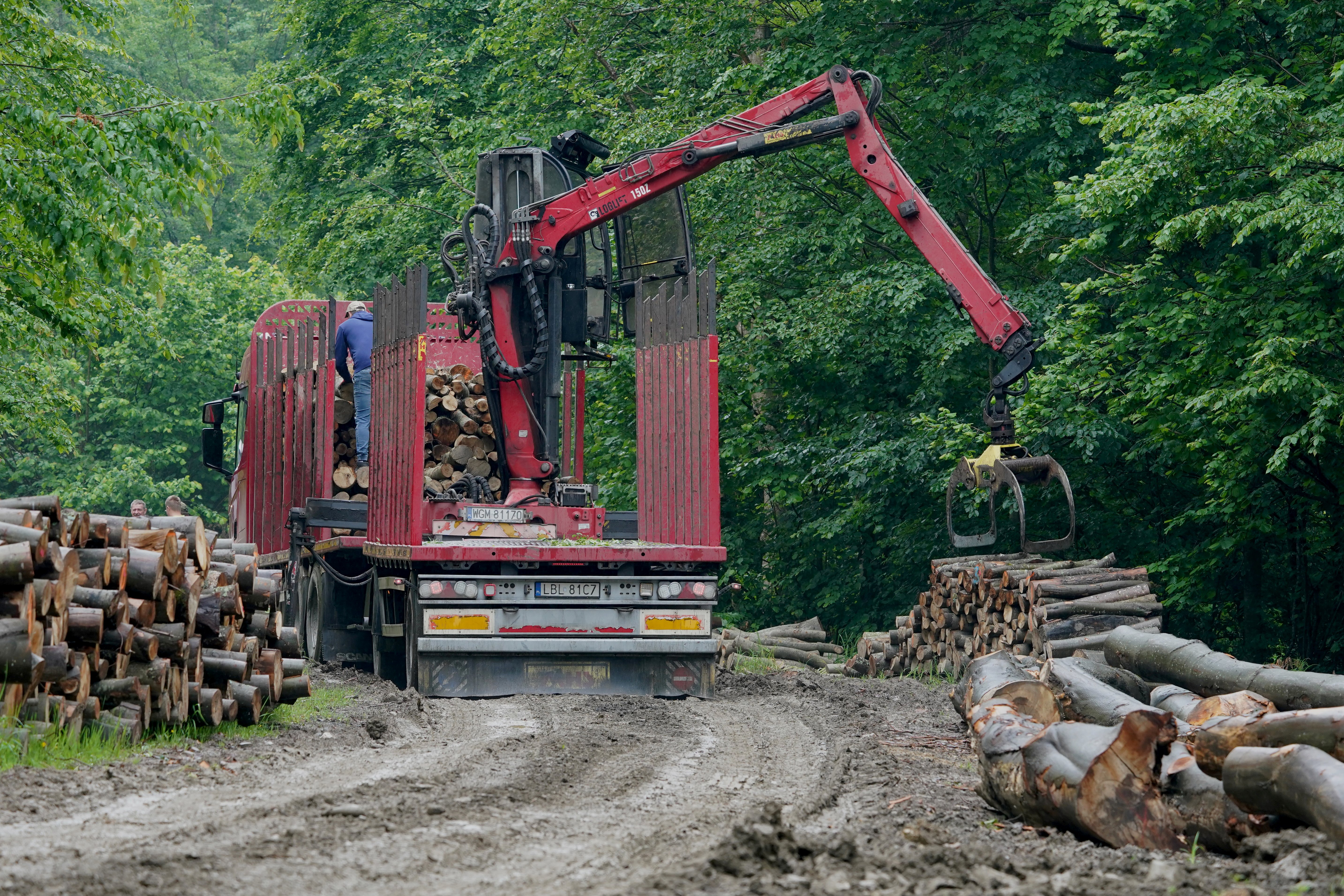 Lumberjacks lift logged trees in a forest in the Bieszczady Mountains