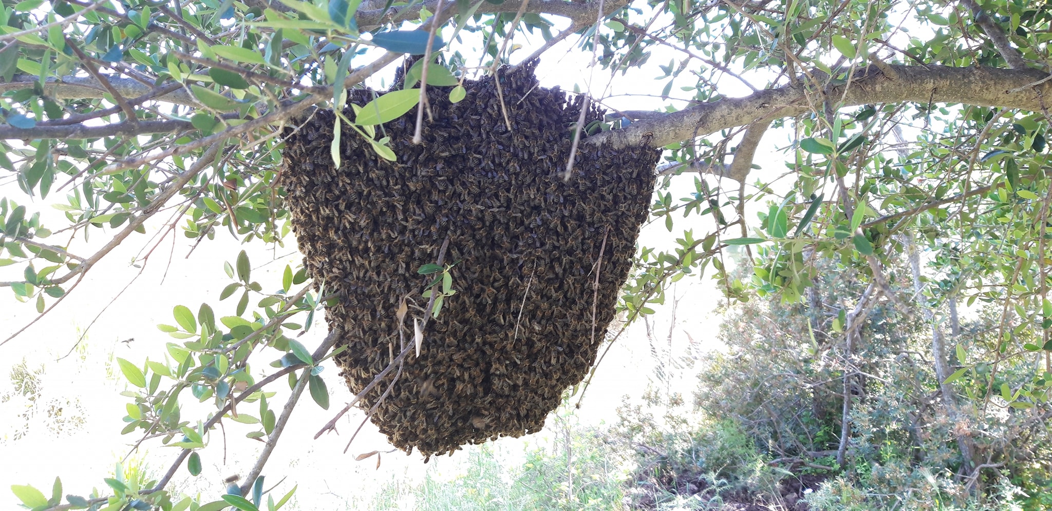 Sicilian black bees