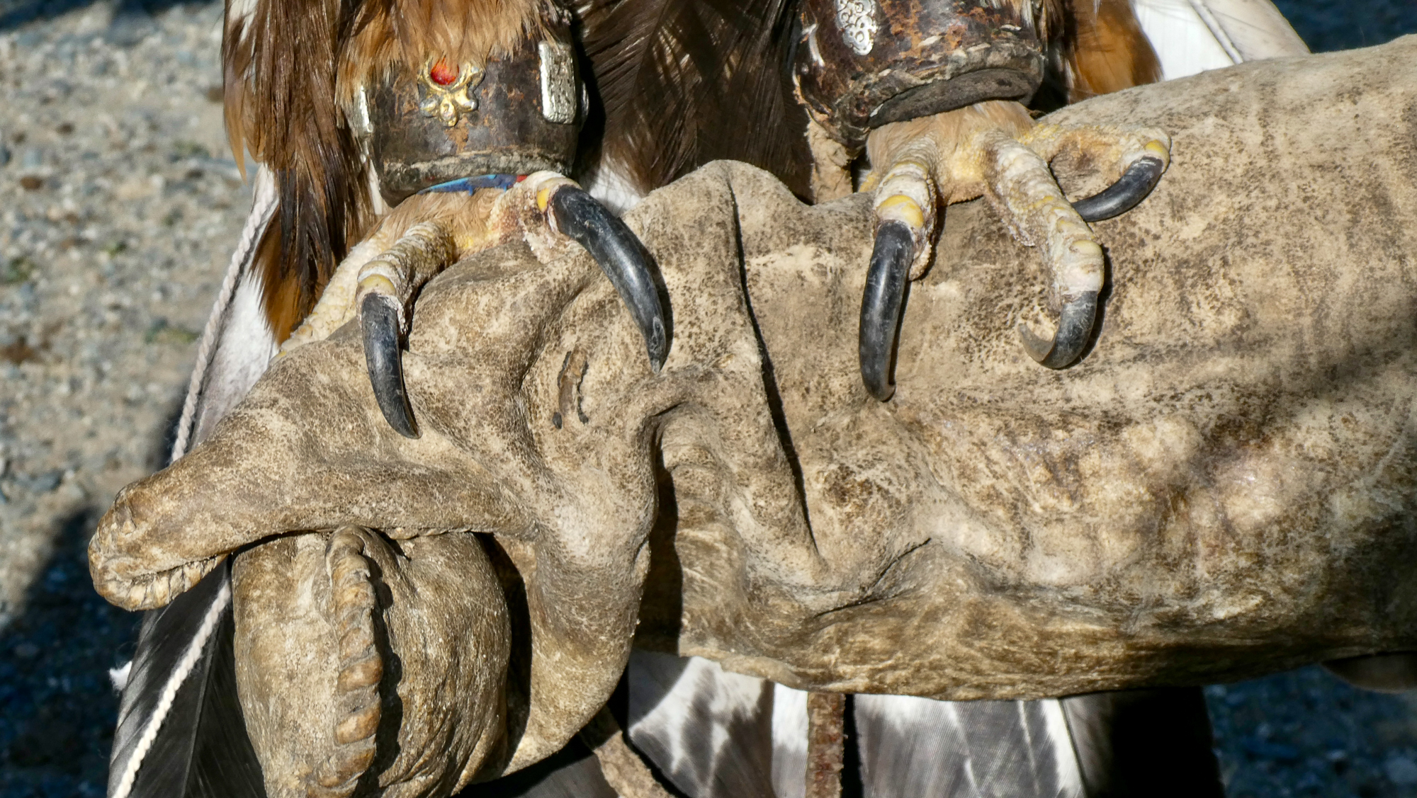 An eagle used for hunting