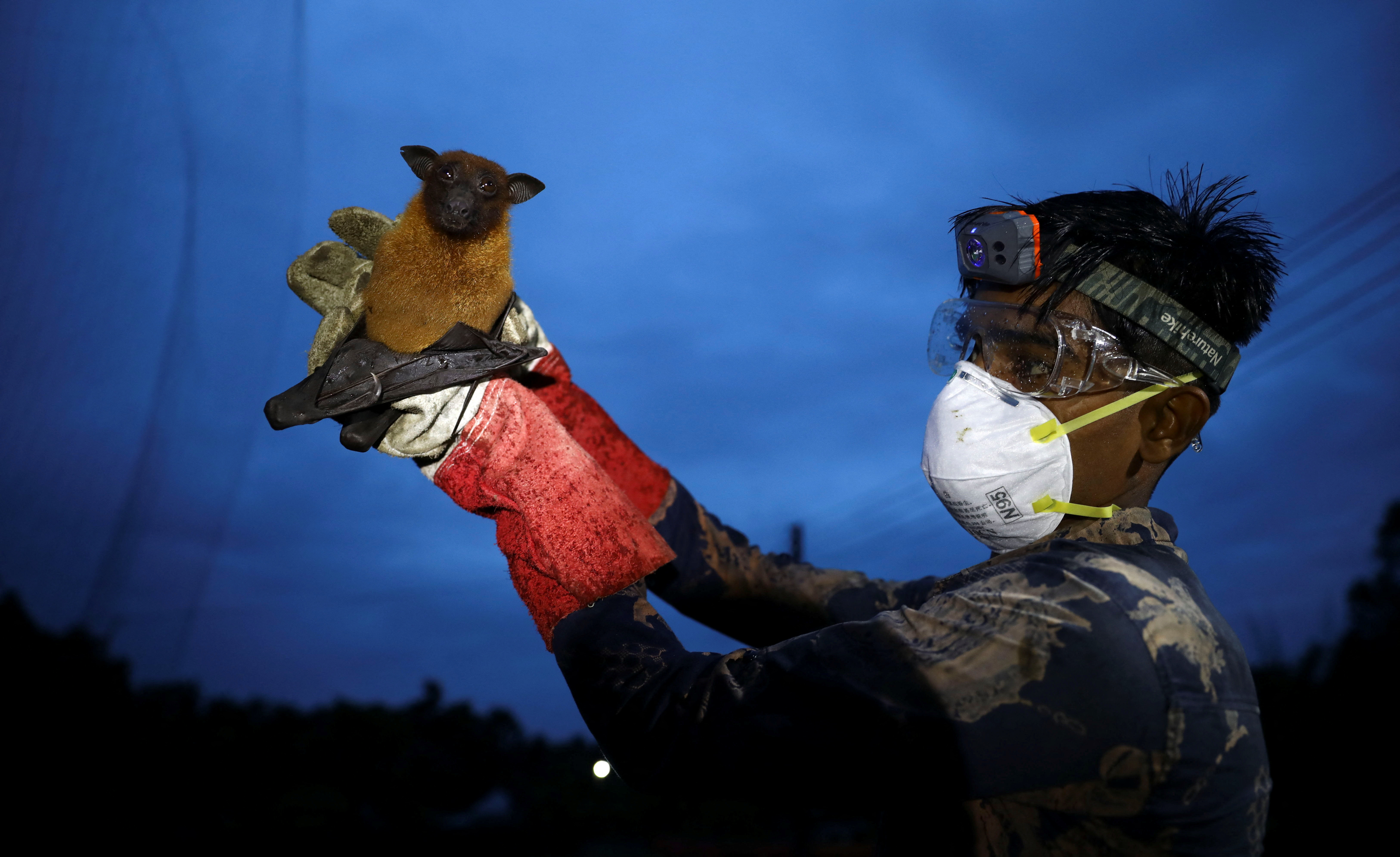 A field lab assistant holds up a bat after catching it in a net to collect specimens for Nipah virus research in the Shuvarampur area of Faridpur, Bangladesh, September 14, 2021. REUTERS/Mohammad Ponir Hossain To match Special Report GLOBAL-PANDEMICS/BATS-SPILLOVER