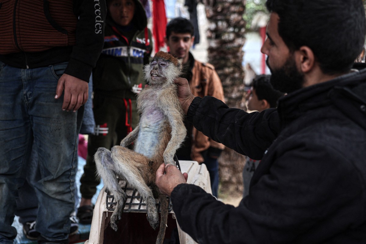 A worker displays a monkey that died from starvation at the zoo in Rafah in the southern Gaza Strip, on January 2, 2024, where displaced Palestinians sought refuge amid the ongoing conflict between Israel and the militant group Hamas.