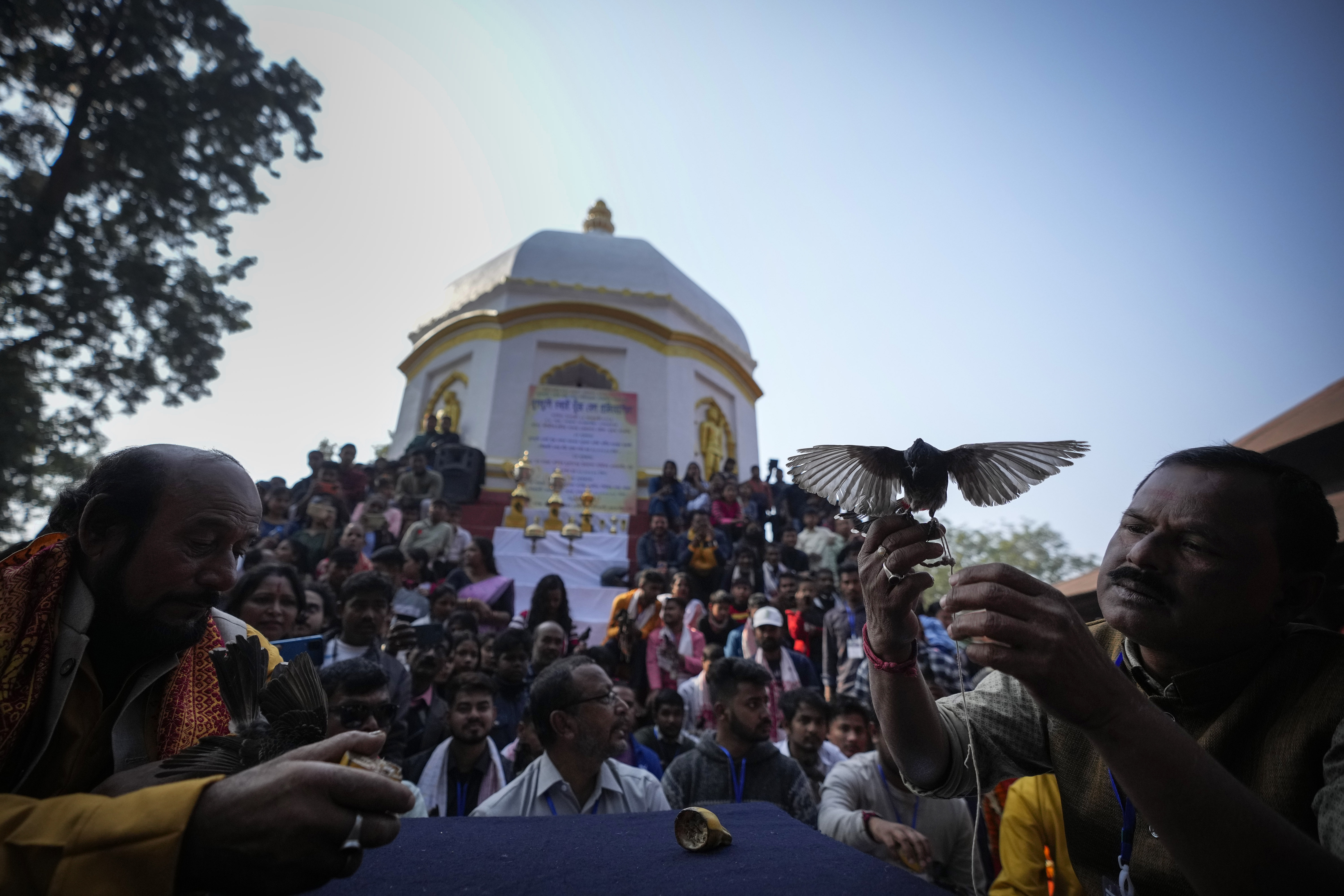 Spectators watch a fight between bulbul birds 
