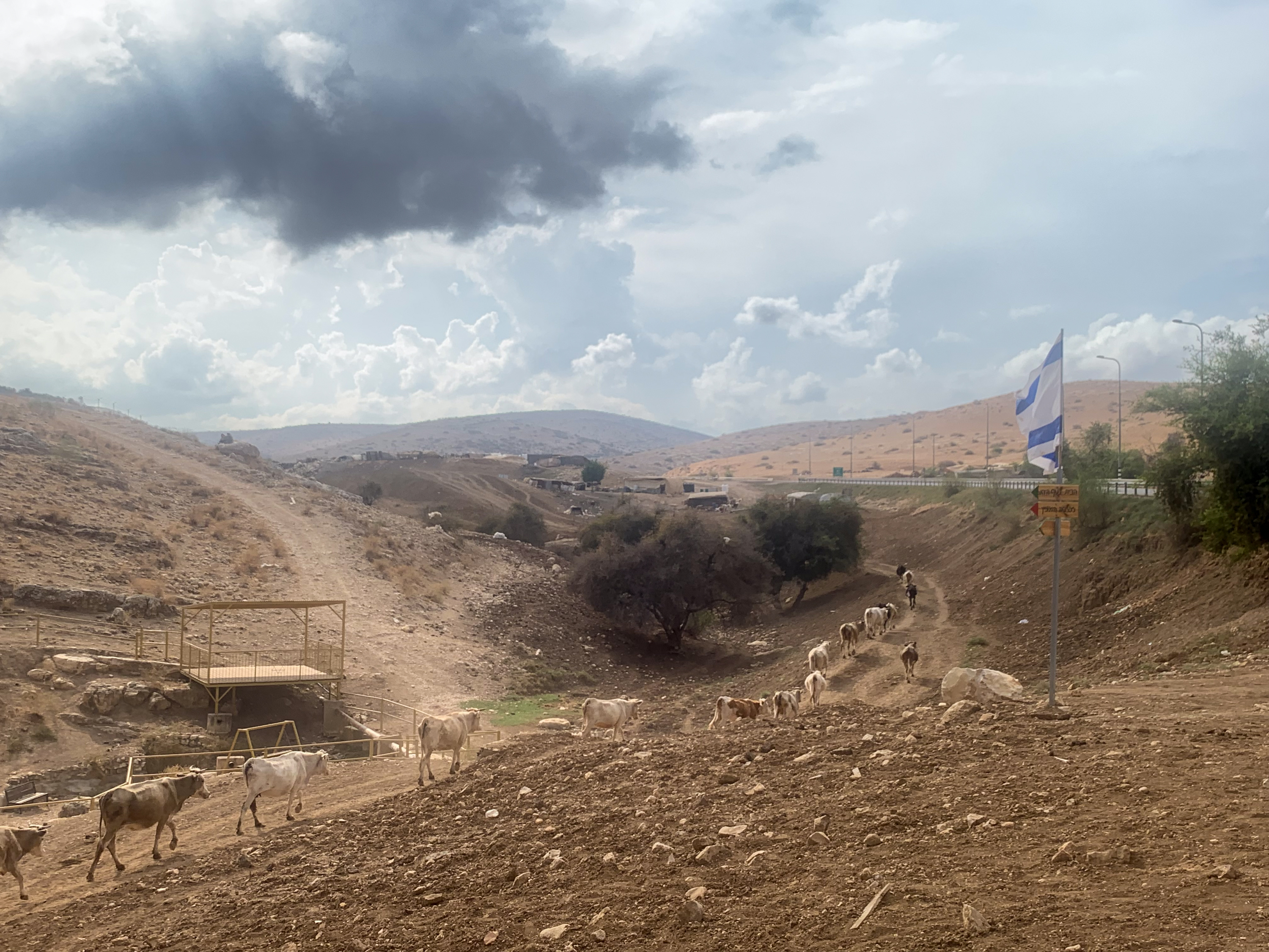 Palestinian cattle moving beside the Ein al-Hilweh spring which has been blocked off to Bedouins [Al Jazeera]