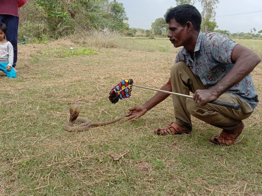 Kali demonstrates how he catches snakes