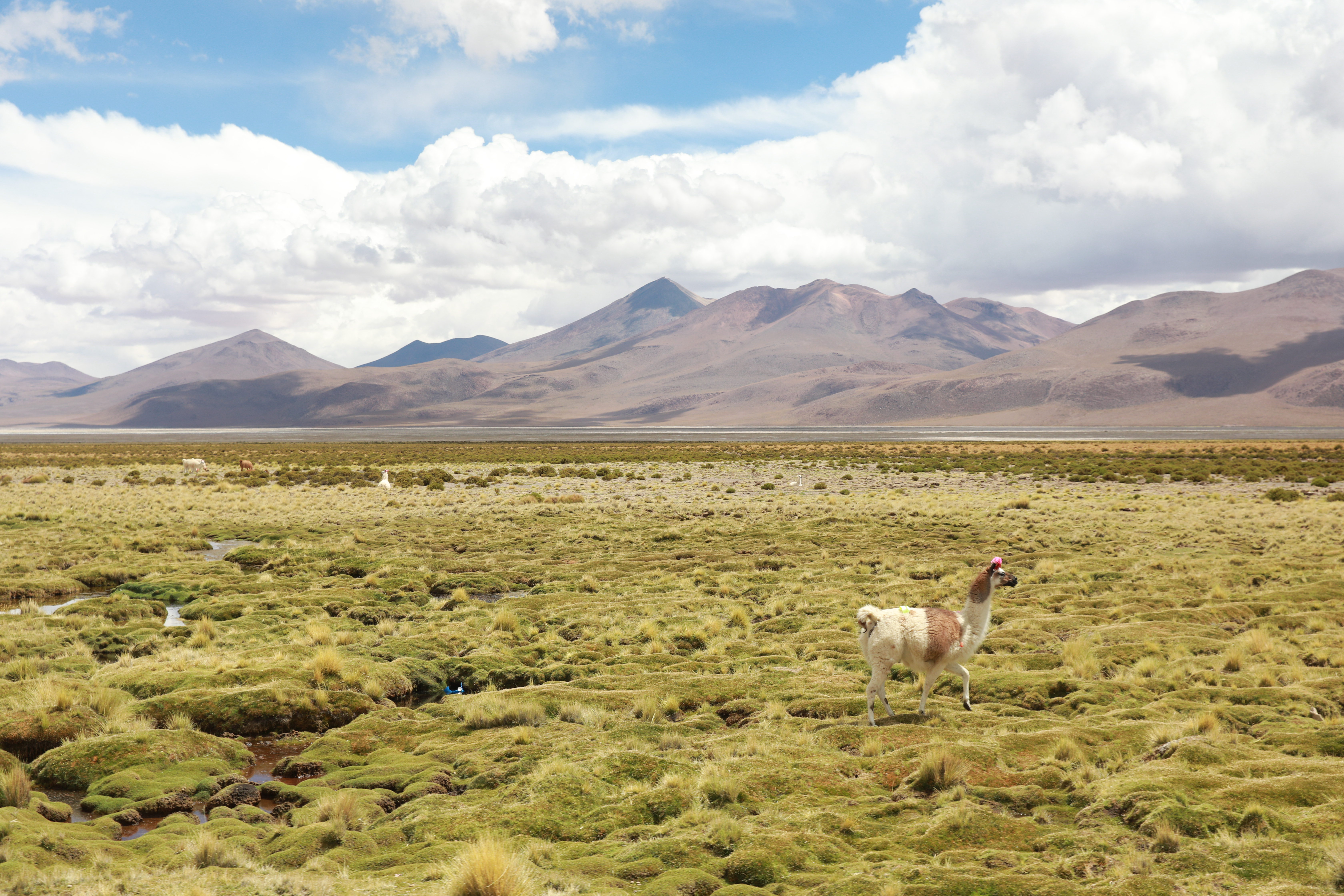 Llamas graze in the Pastos Grandes. In November 2023, members of the local community at Villa Mar protested when Uranium One Group came to deposit machinery and containers for lithium mining