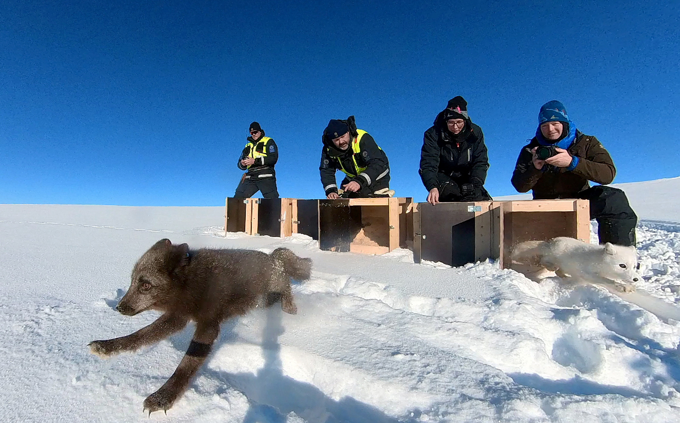 Conservation biologists Kristine Ulvund and Craig Jackson from Norwegian Institute for Nature Research (NINA) and Park Rangers Olaf Bratland and Harald Normann Andersen, from the Norwegian Nature Inspectorate, release a blue and a white Arctic fox into the wild at the Hardangervidda National Park near Geilo, Norway, February 8