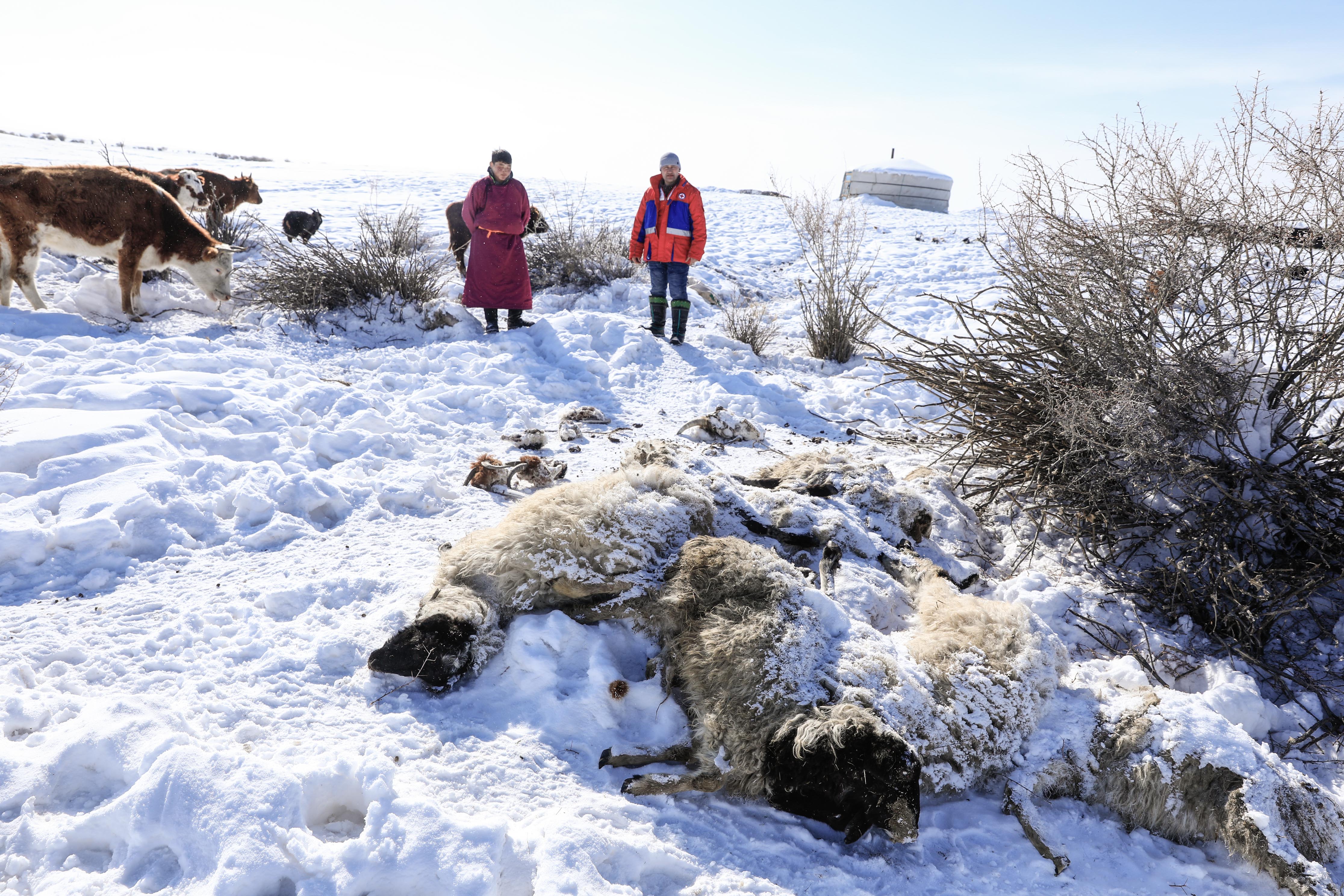 The crisis disproportionately affects Mongolian families with smaller herds, the Red Cross said [Courtesy of Mongolian Red Cross Society]