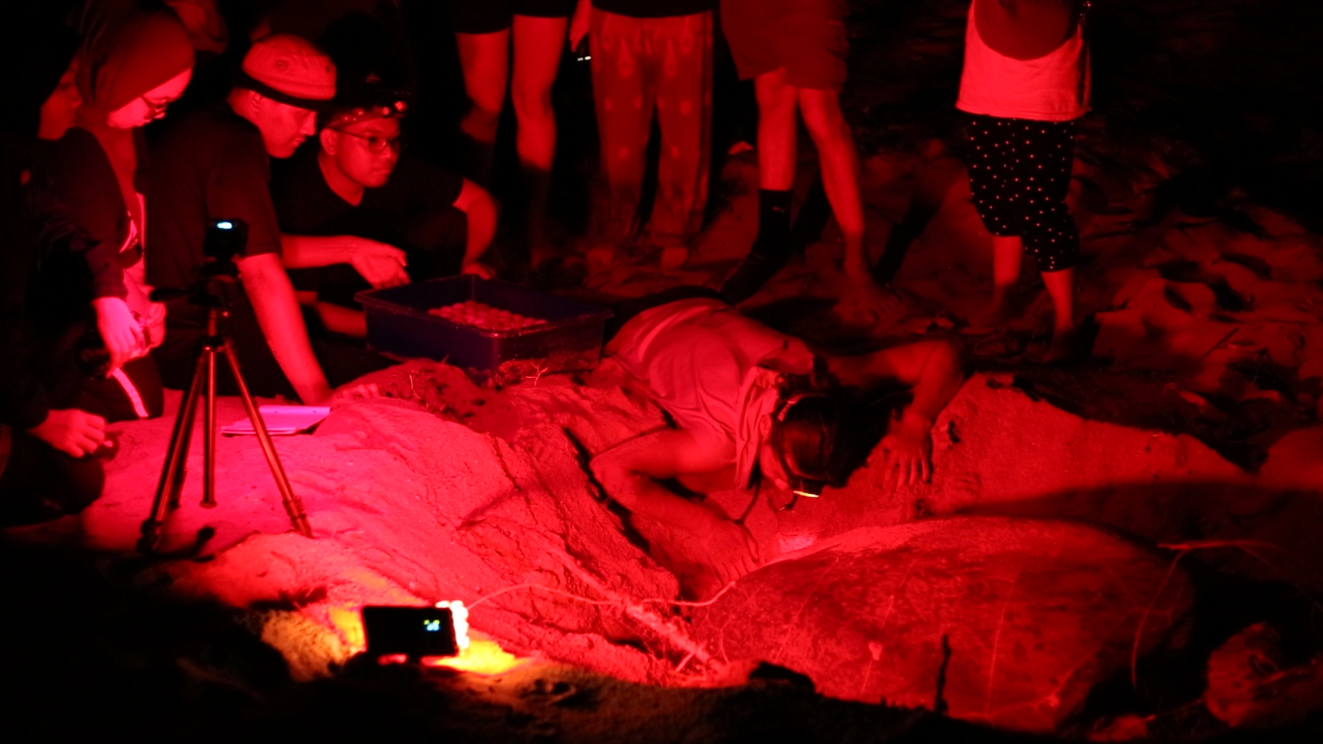 A group of people gathered around a nesting turtle. Ome is on their knees next to the reptile. The others are squatting and standing behind. The scene is taking place at night.