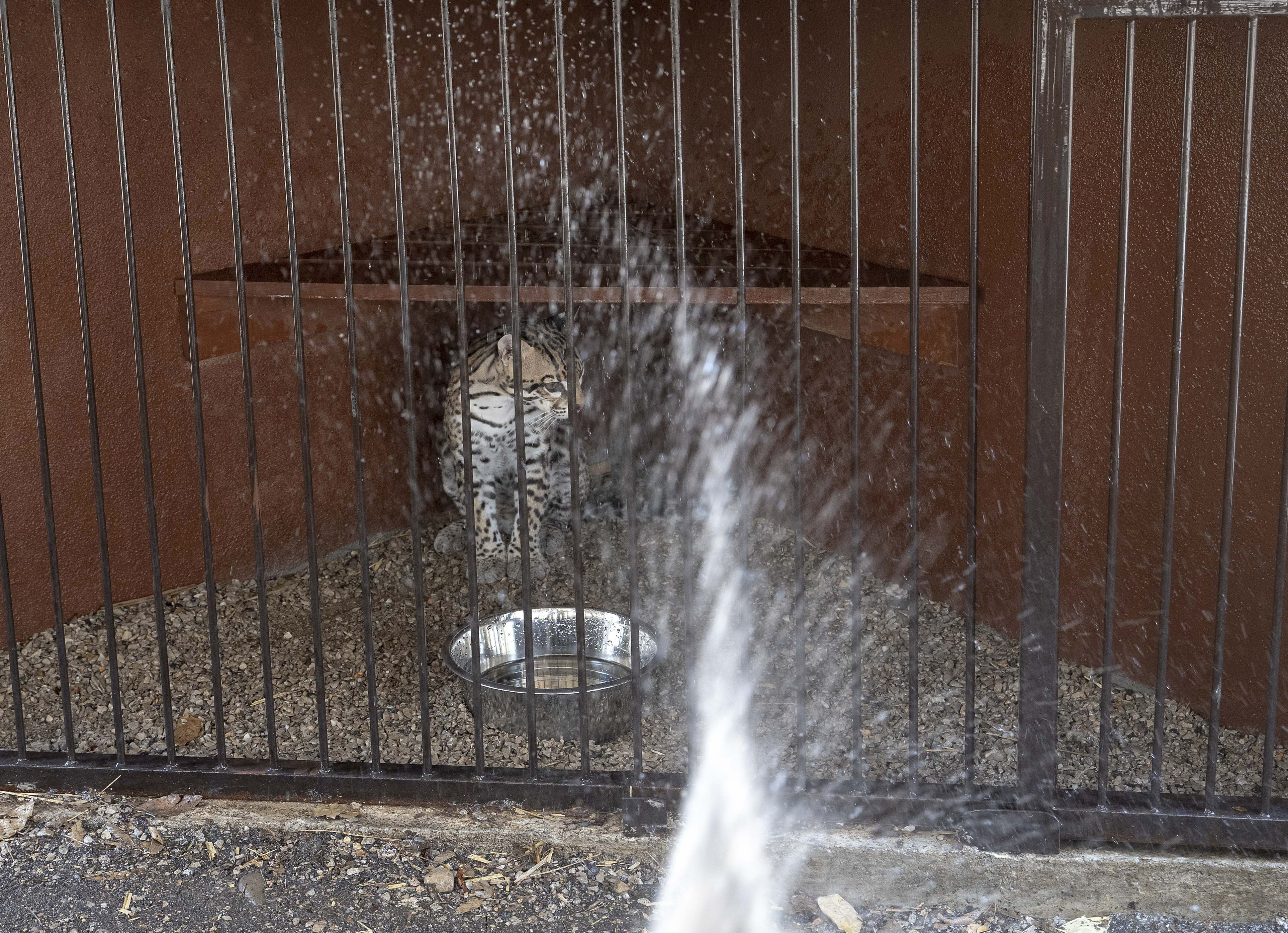 Mexico heat wave monkeys dying, birds getting air-conditioning, lions get popsicles