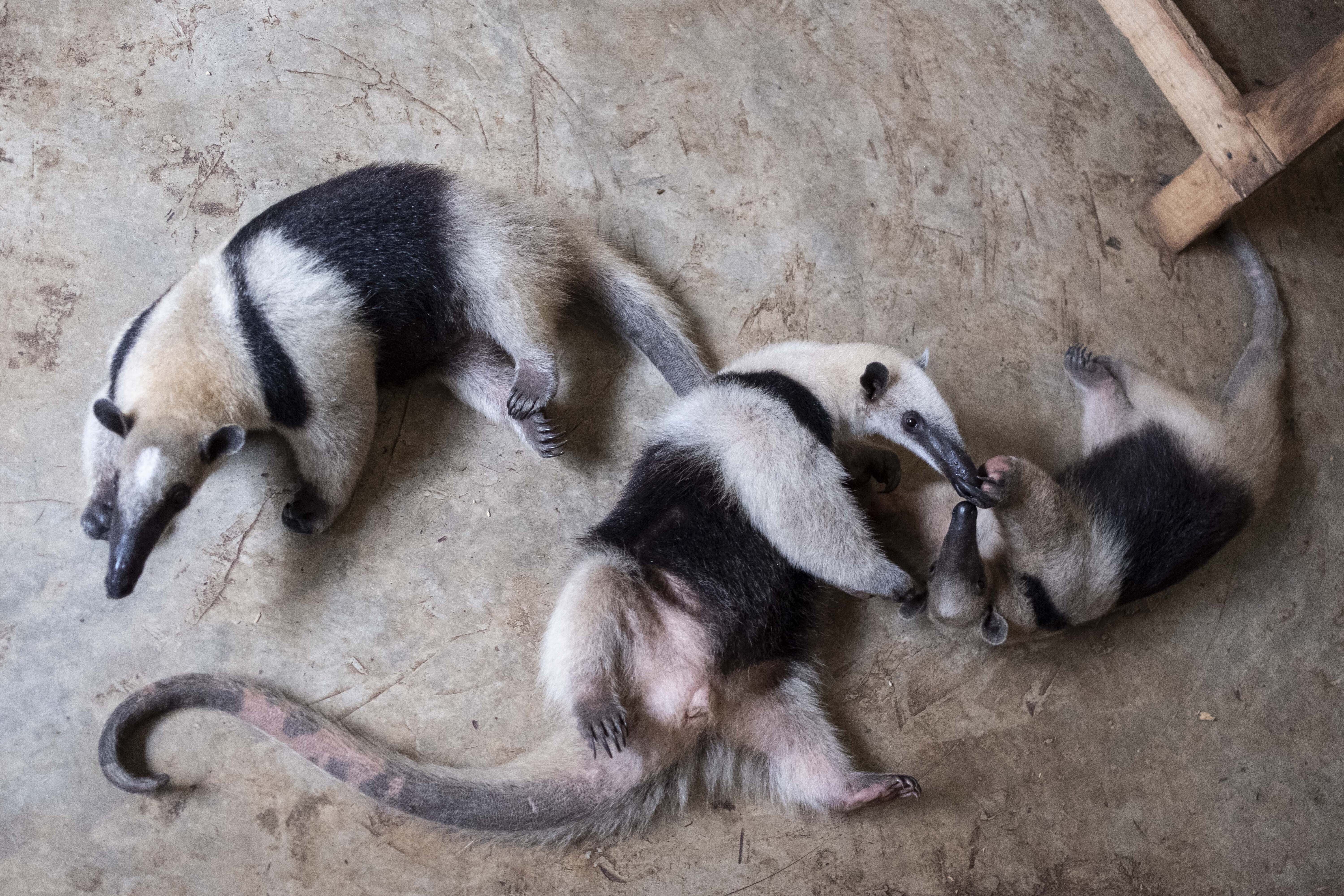 Mexico heat wave monkeys dying, birds getting air-conditioning, lions get popsicles