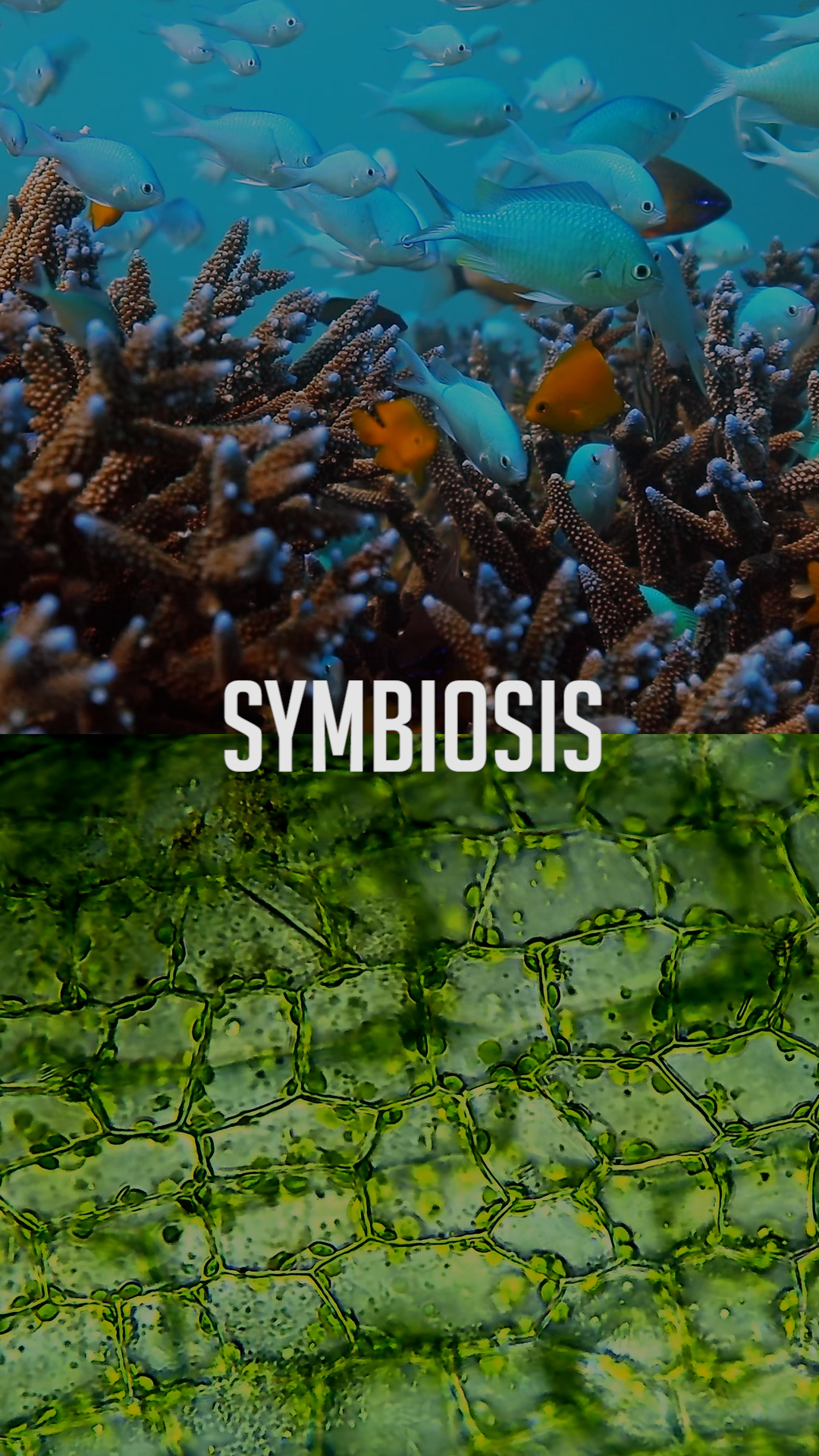 symbiosis - vertical - no green border-1721298124