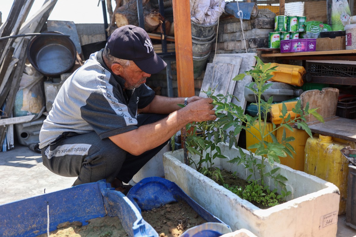 Taysir, father of Palestinian
