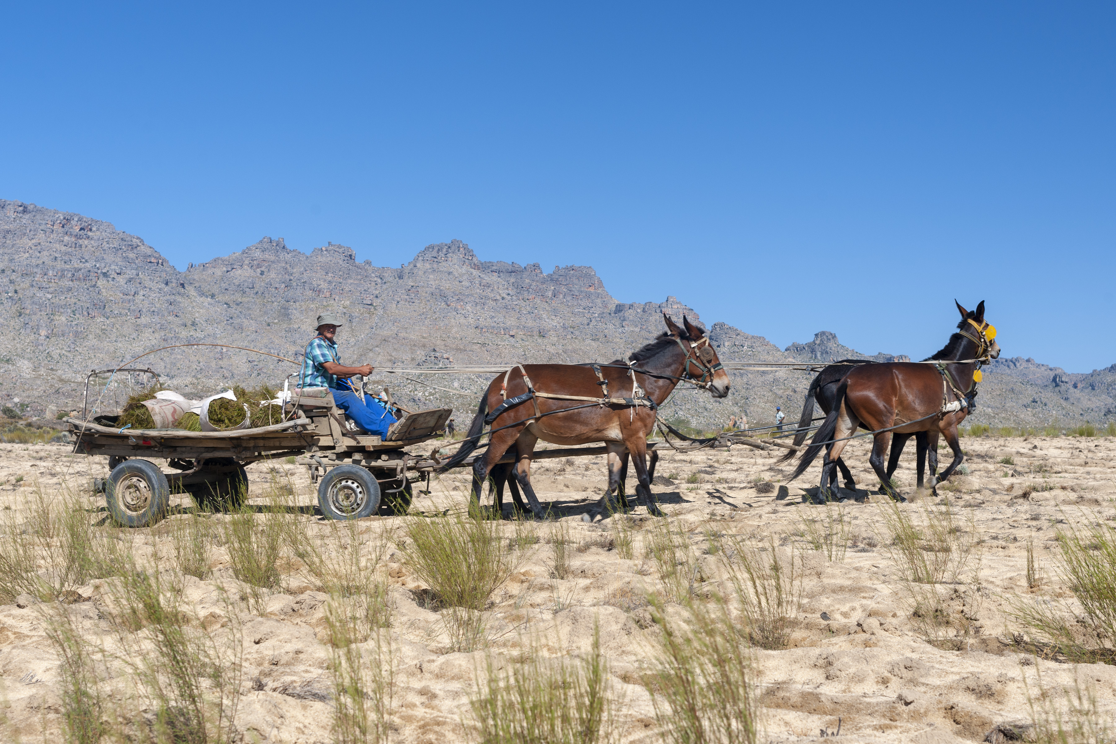 Donkey cart used for transporting the harvested rooibos plants in the Cederberg Mountains in South Africa [Courtesy of Red Espresso]