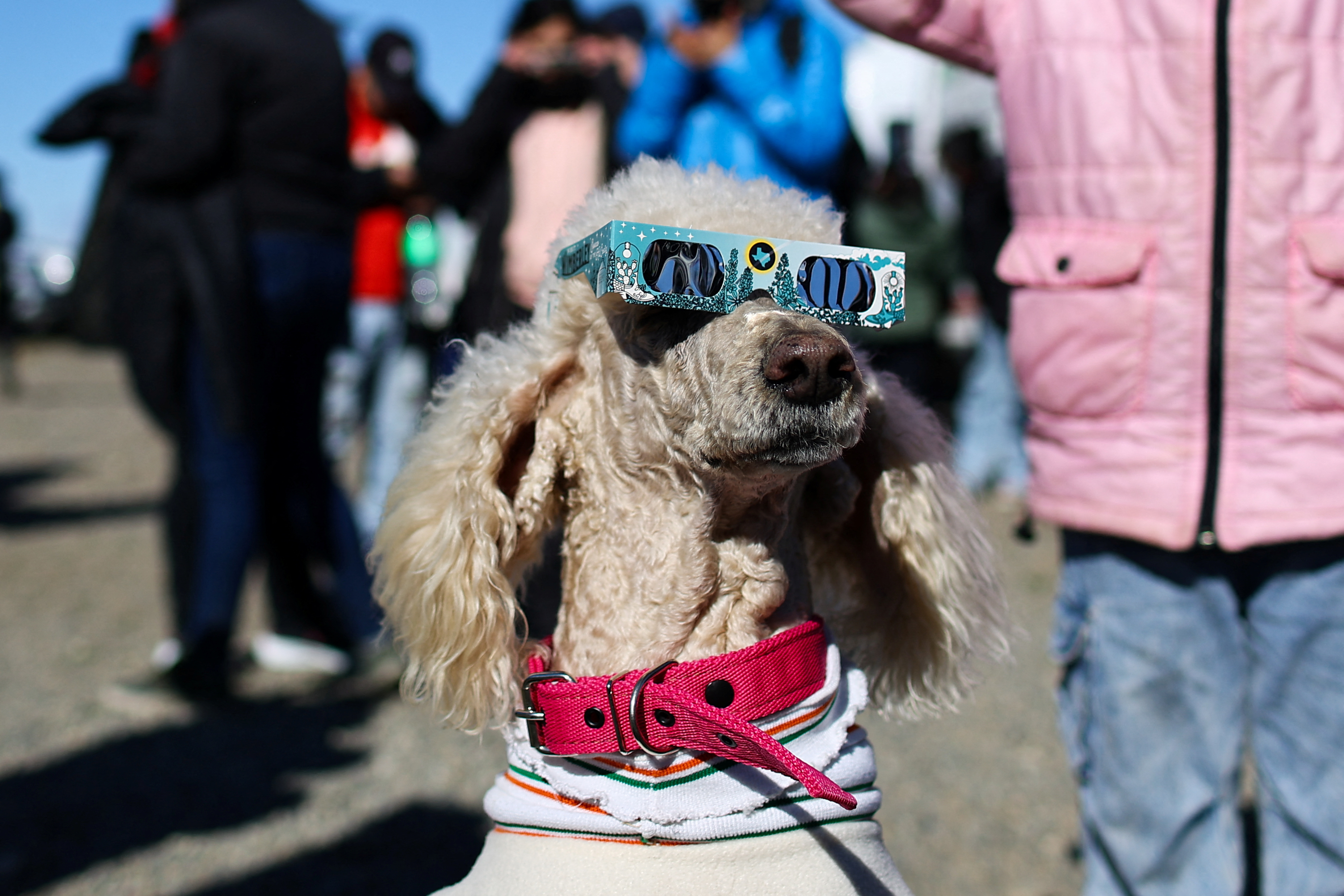 A poodle dog watches the eclipse through glasses.