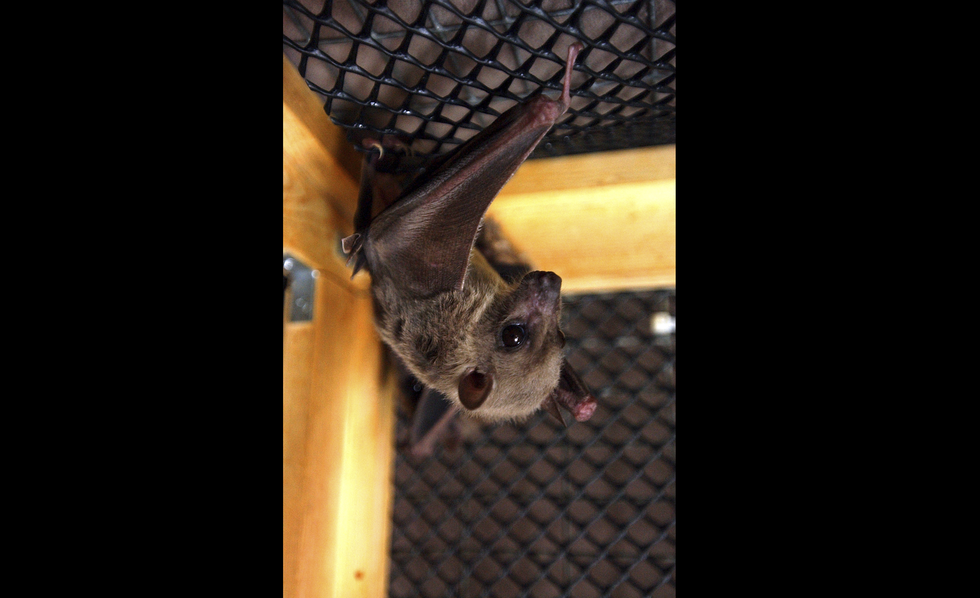 fruit bat